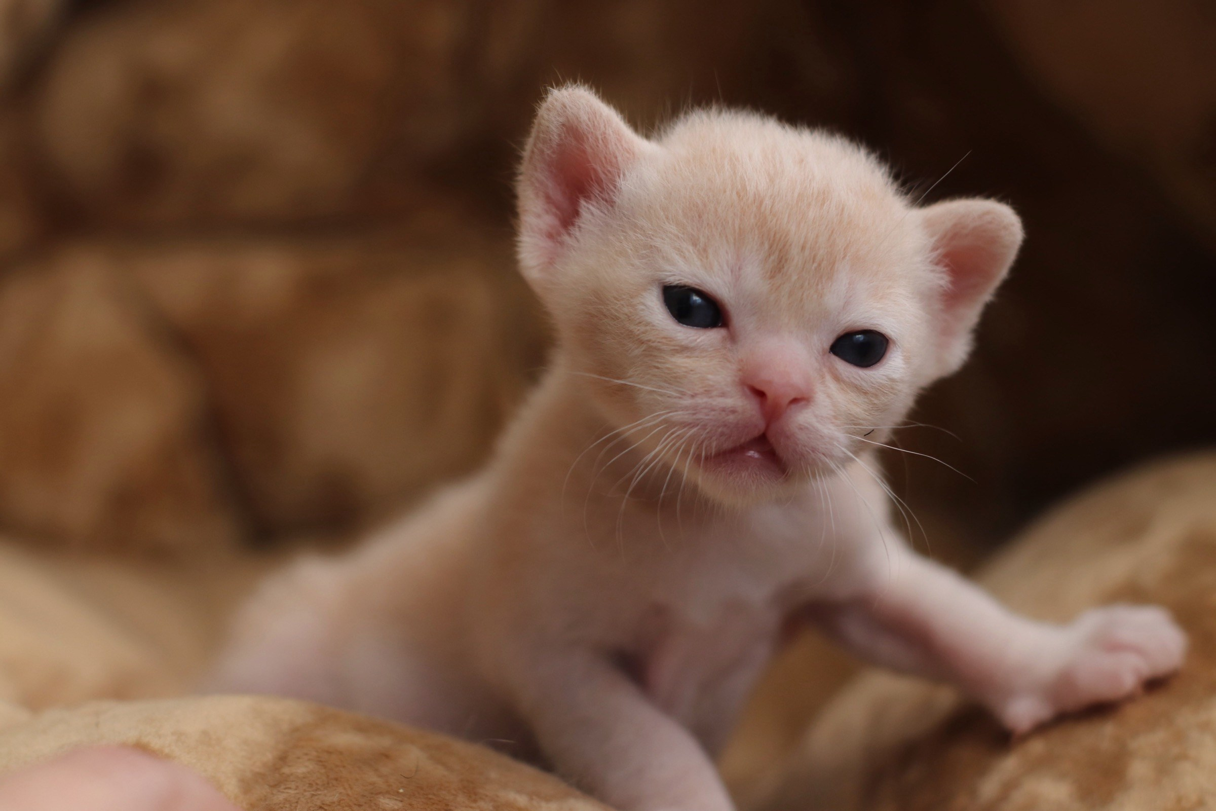 бурманские котята, кремовые бурманские котята, бурманские, питомники бурм, лиловая бурма, лиловокремовая бурма, burlabella, питомник бурлабелла
