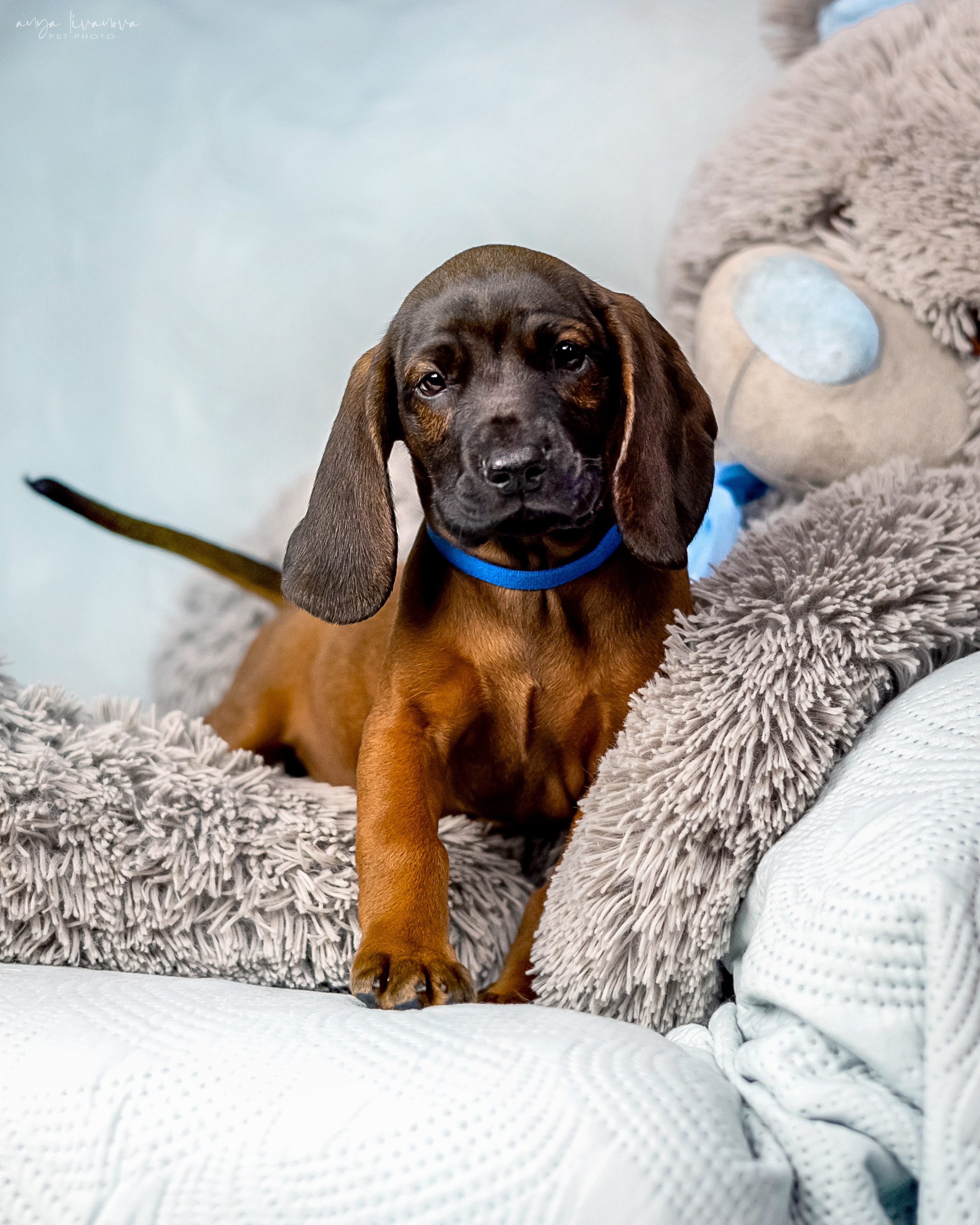 Баварцы. Фотограф анималист Аня Ливанова | Рыбинск