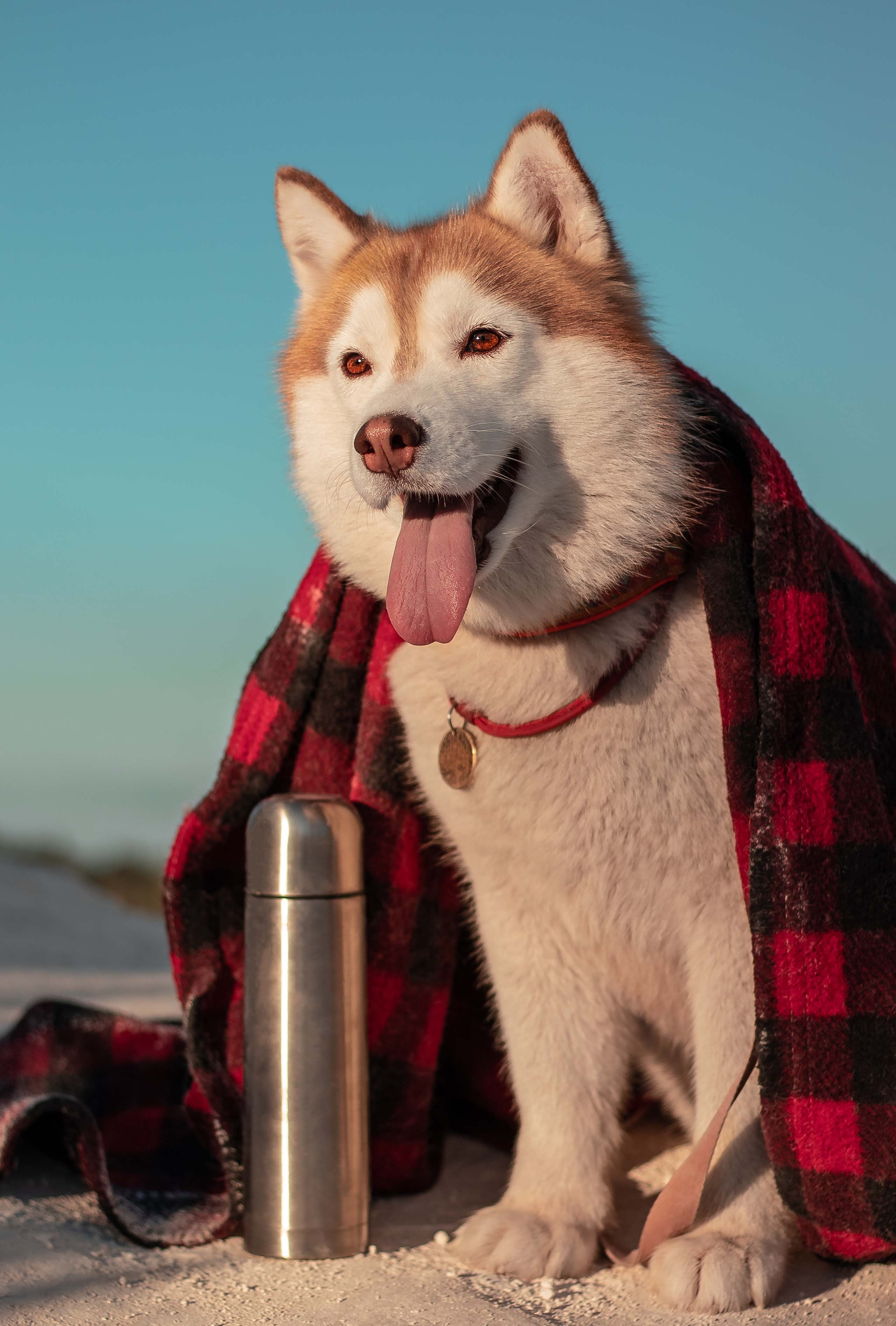 Портфолио фотографа-анималиста из Воронежа Алины Ивановой. Фотограф — анималист Алина Иванова