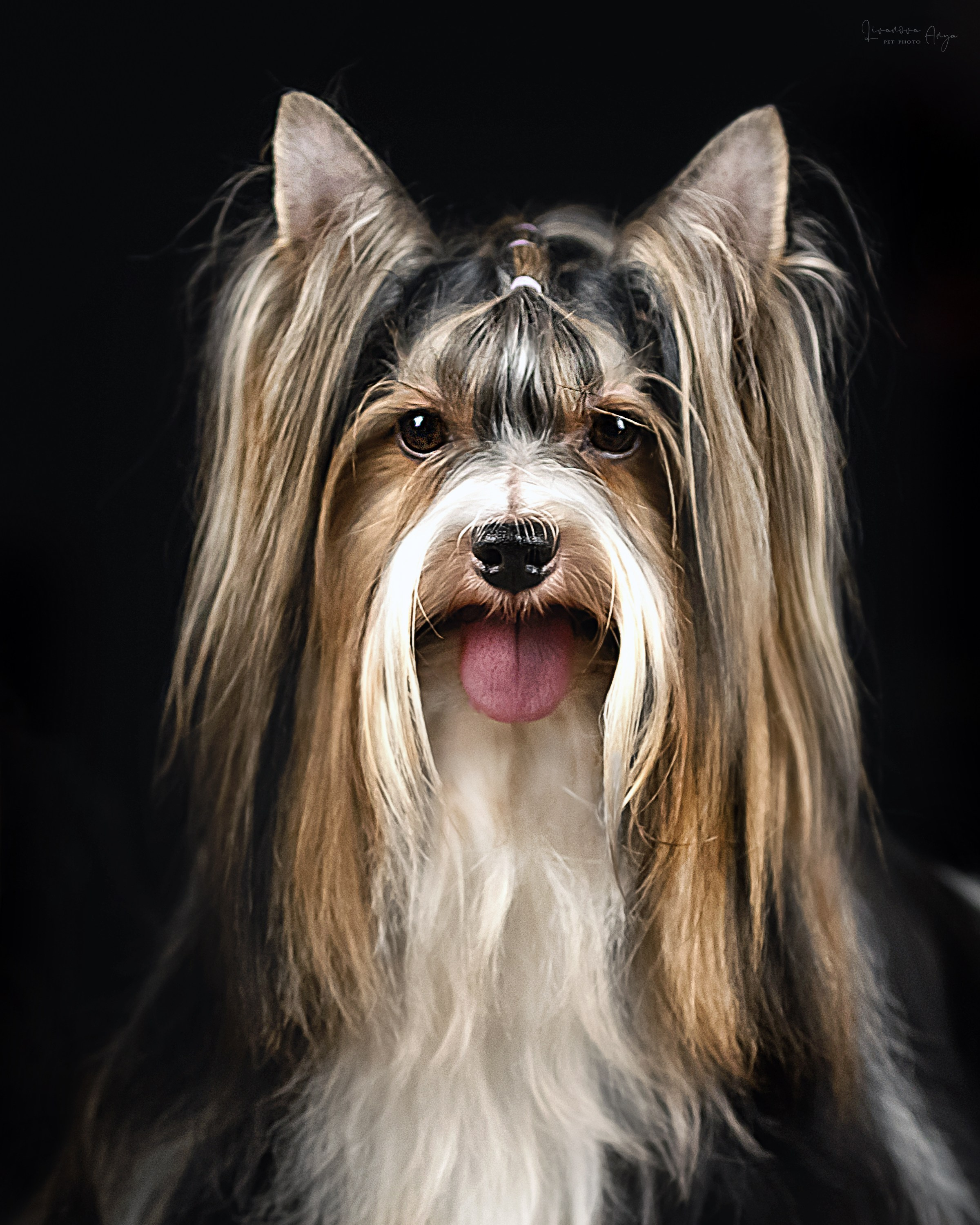 Фотодень_1 2025. Фотограф анималист Аня Ливанова | Рыбинск