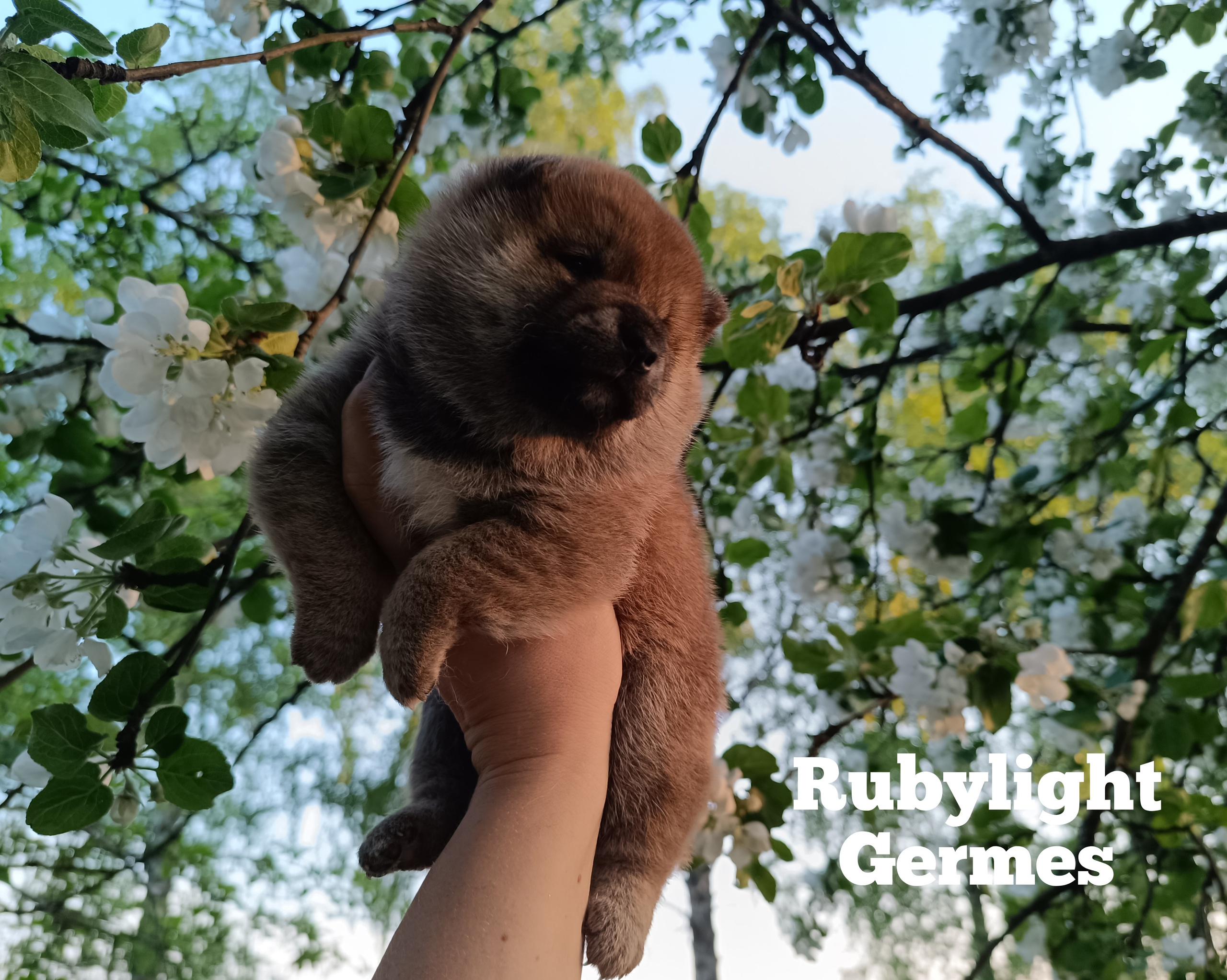 Сиба Rubylight Germes питомник Рубилайт