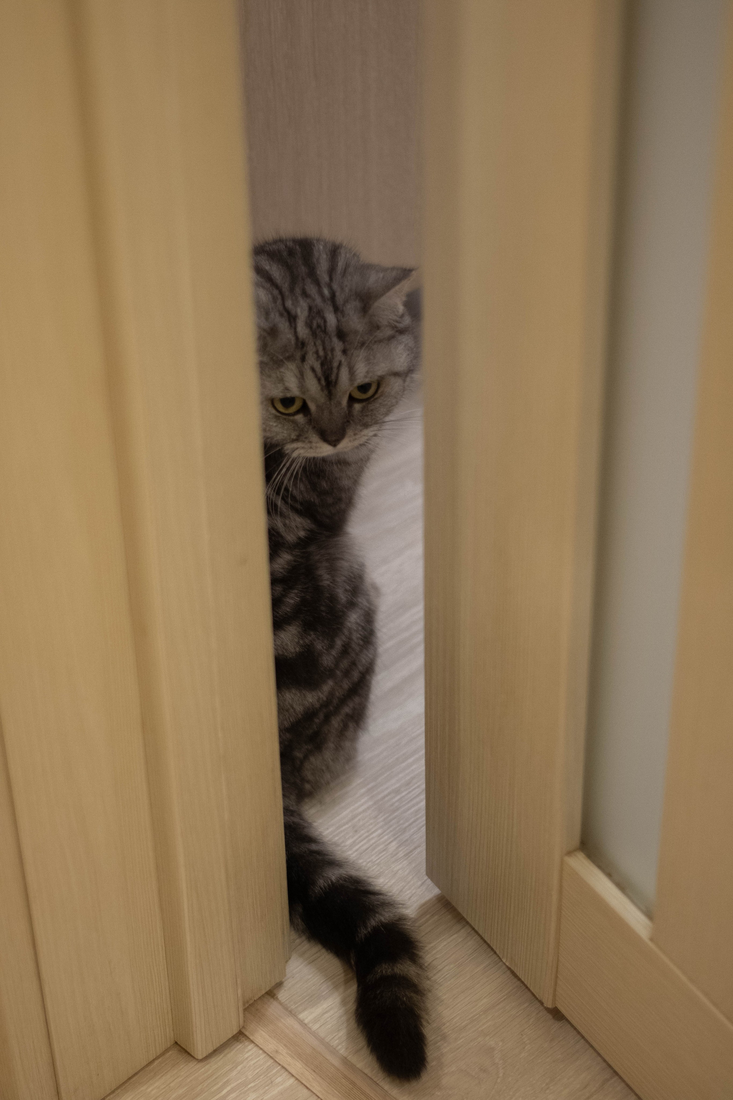 Братья наши меньшие. Инна Леонтьева Фотограф