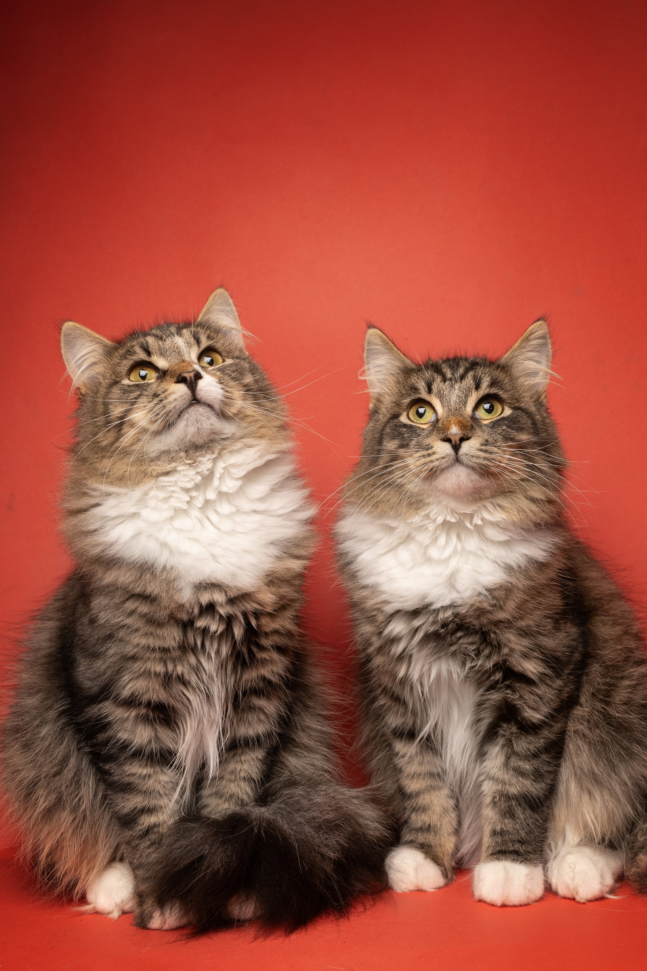 Коты. Фотограф Демид Никитин. г. Дубна, Москва