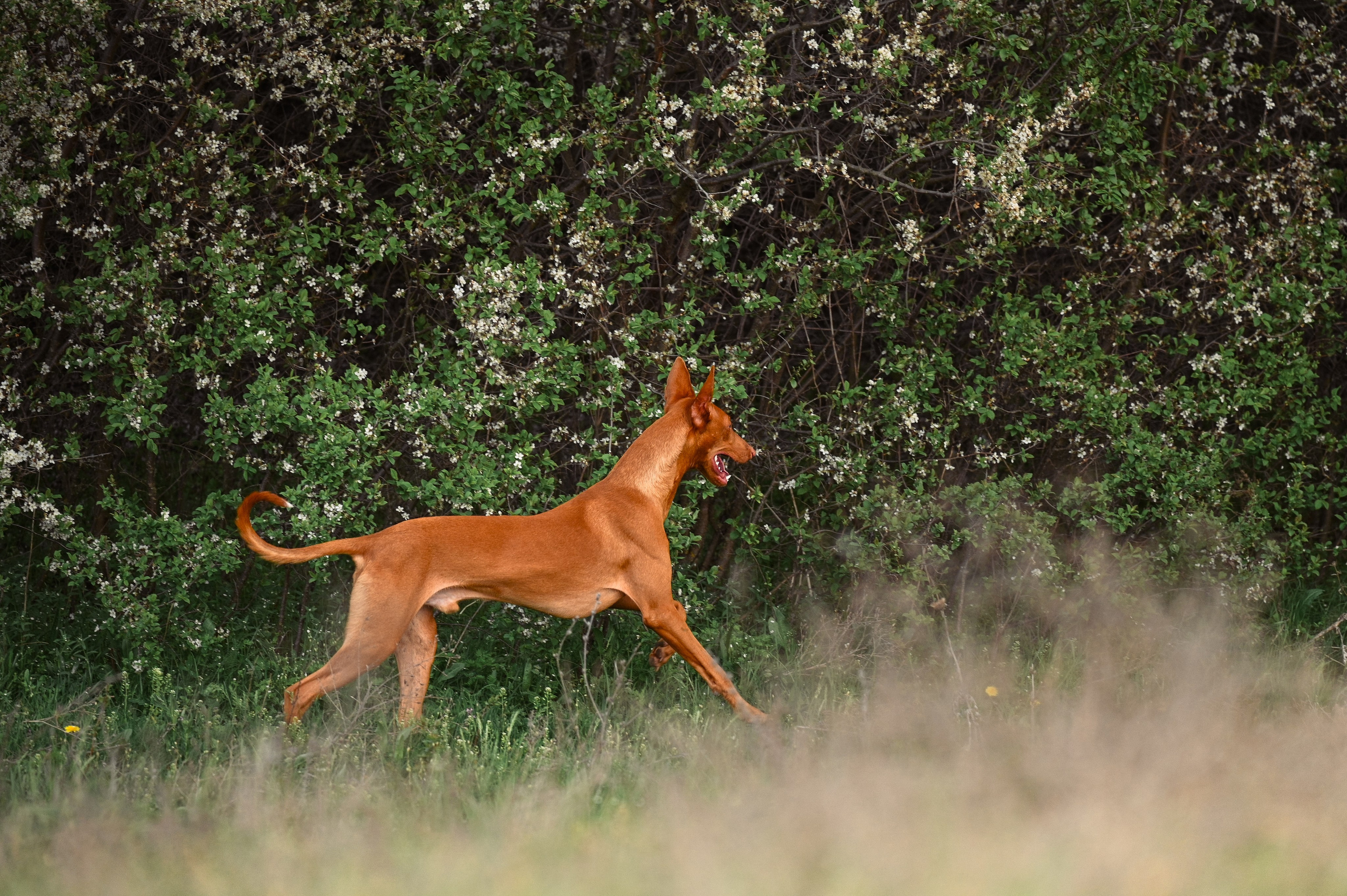 Фараонова собака Ромарио. Фотограф в Ростове —на — Дону