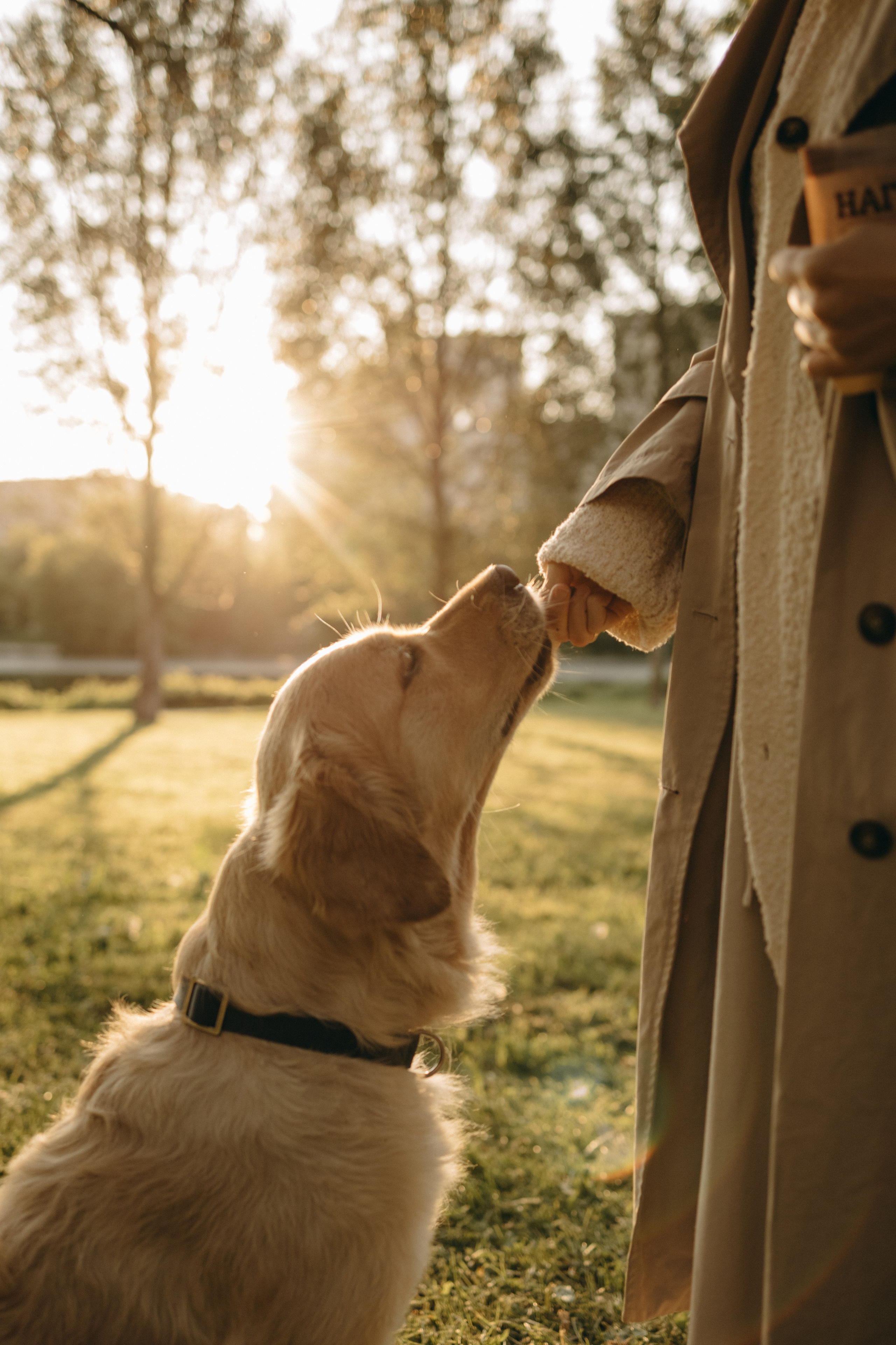 Пенни и ребята. Фотограф — Анималист | Санкт-Петербург