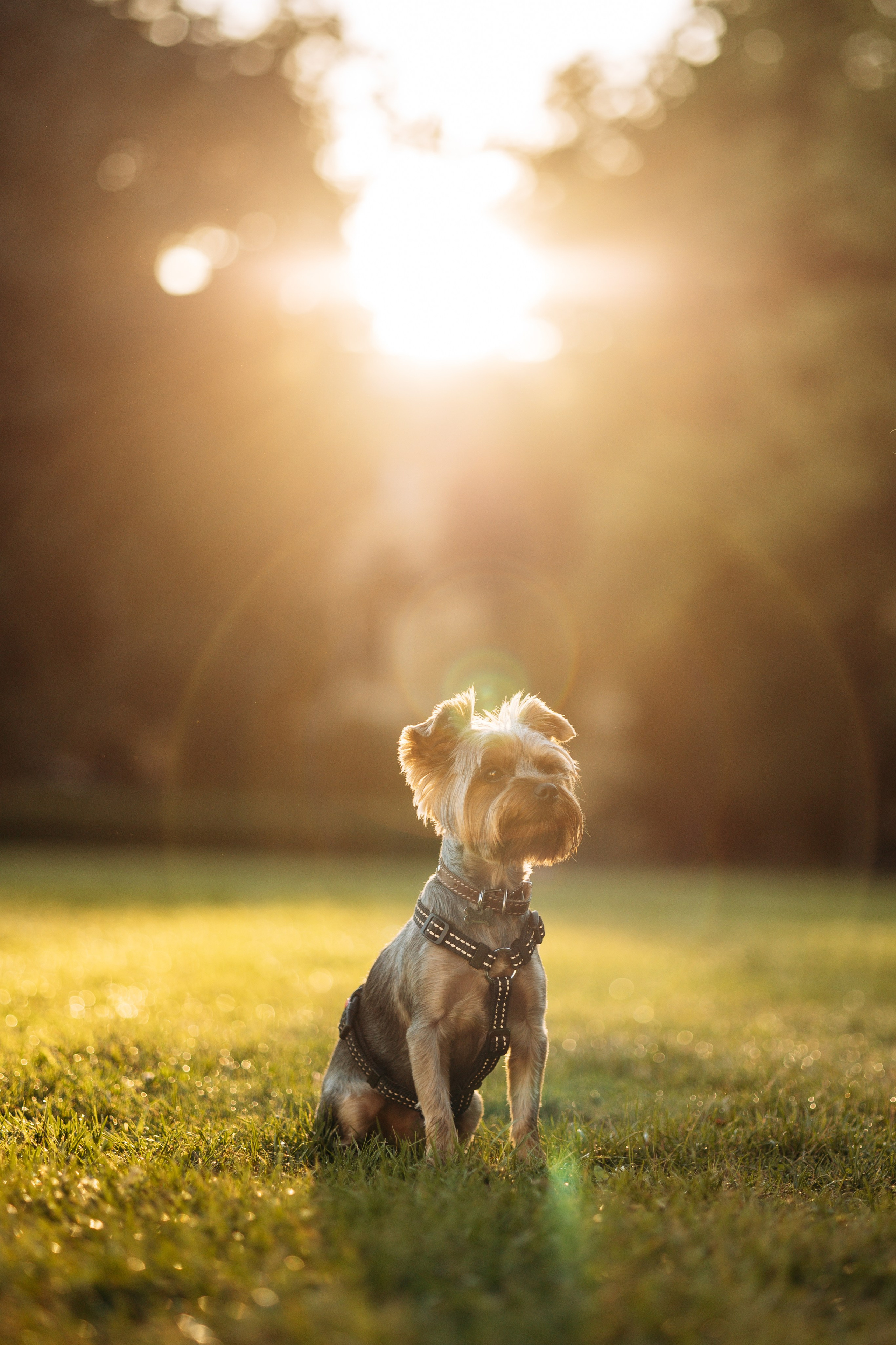 Филя и его семья. Фотограф — Анималист | Санкт-Петербург