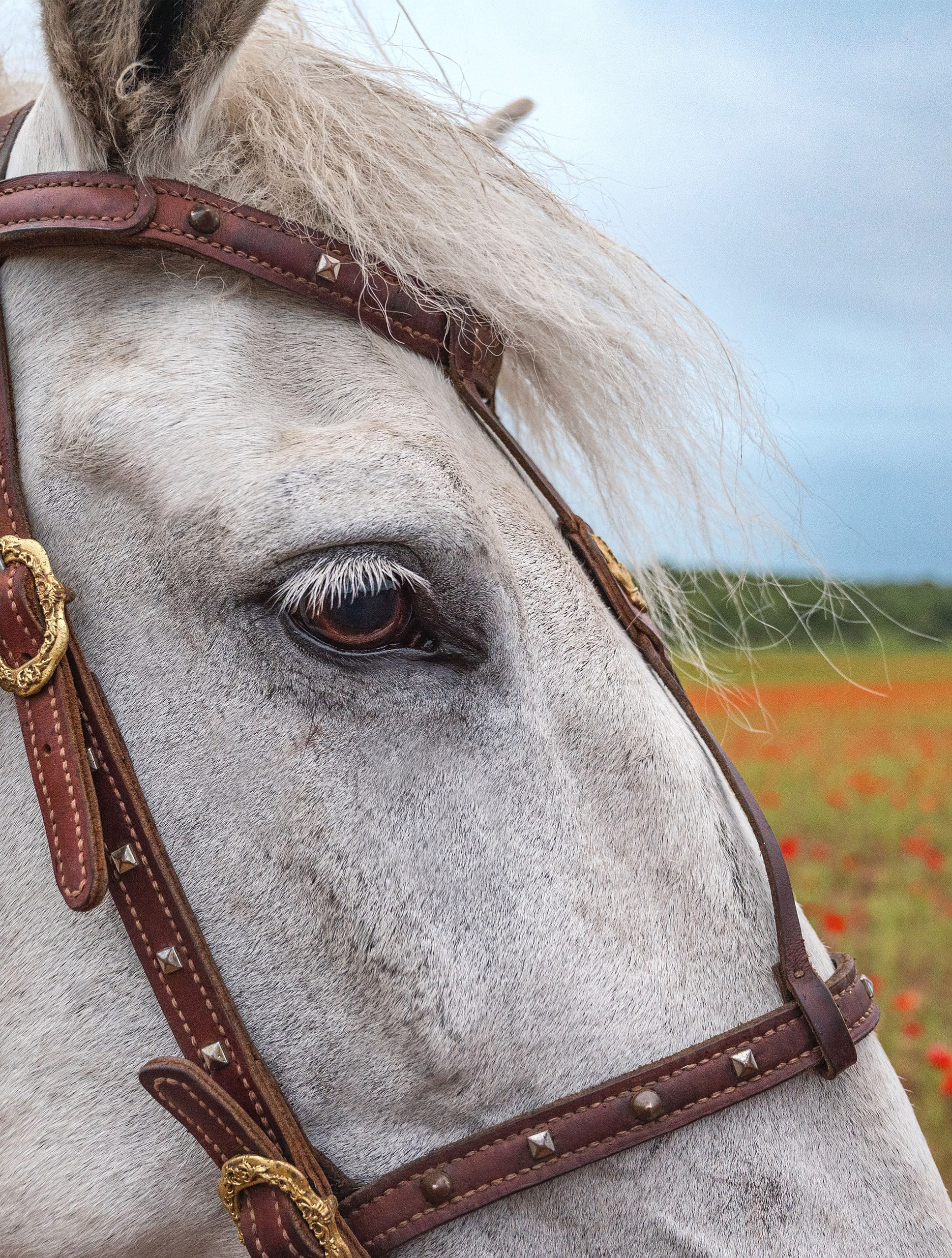 Лошади. Фотограф анималист