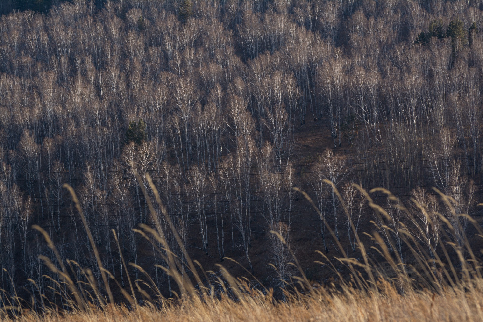 Разное. Репортажный фотограф г. Чита