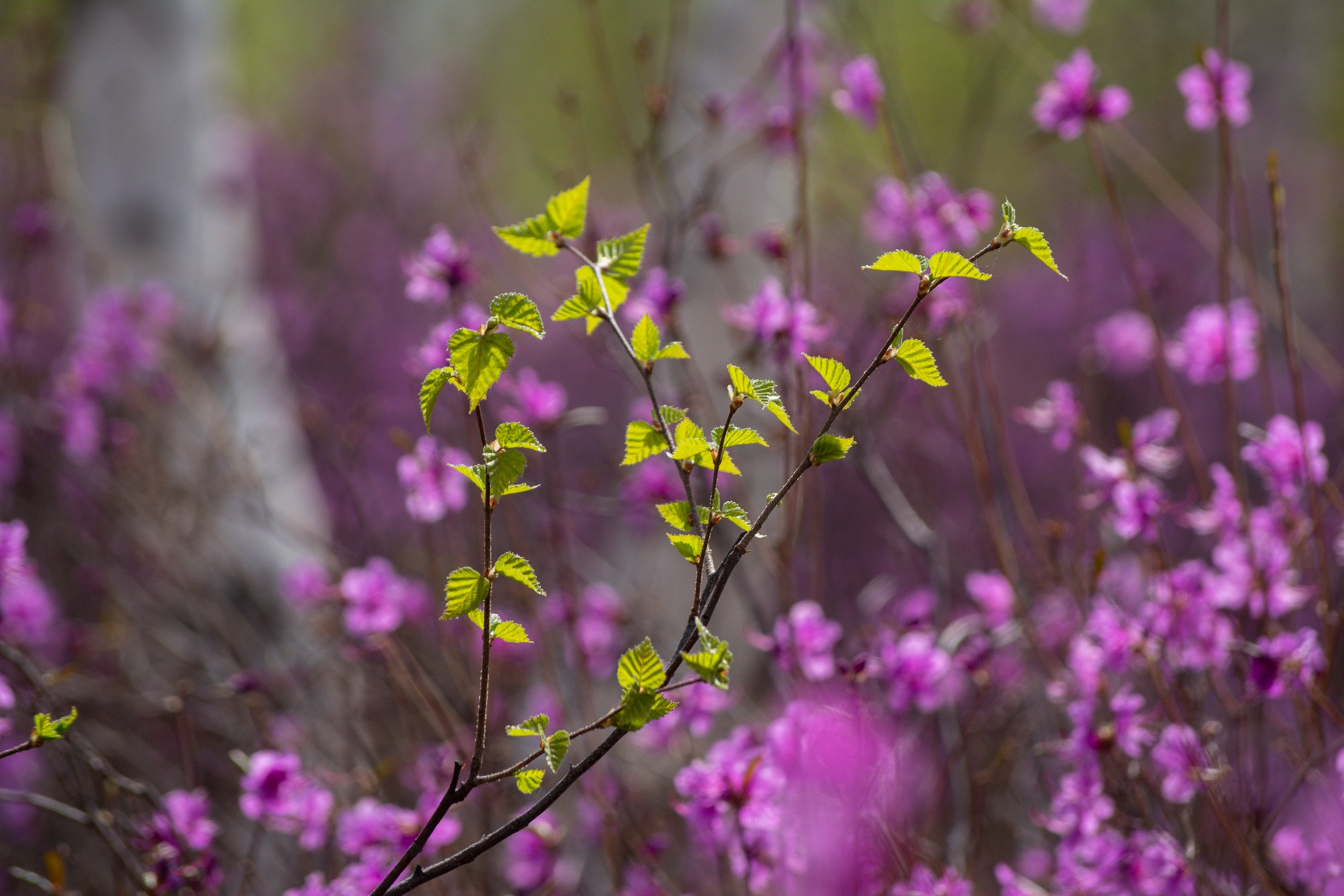 Разное. Репортажный фотограф г. Чита