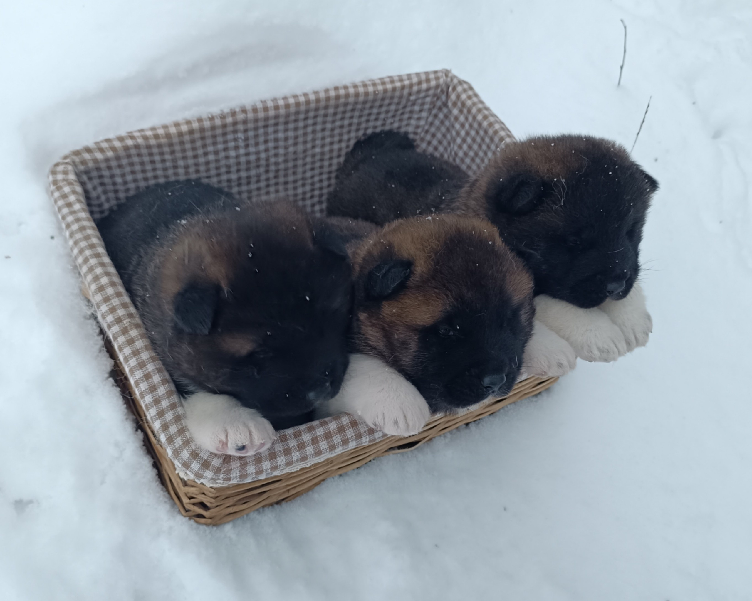 Американская акита  щенки питомник Санкт-Петербург клубные щенки Американская акита питомник RUBYLIGHT Рубилайт купить щенка американской акиты