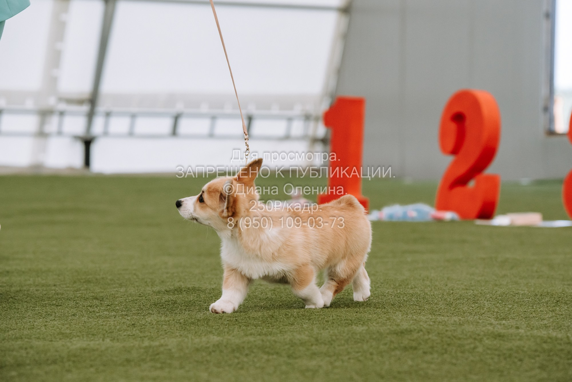 Выставка собак Красноярск 2.06. Фотограф Диана Оленина Красноярск / Братск