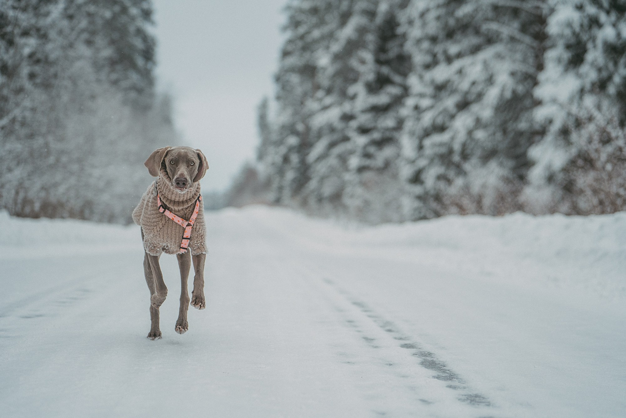 Лена и Фанни. Фотограф анималист в Москве и Санкт-Петербурге Свиридова Анна