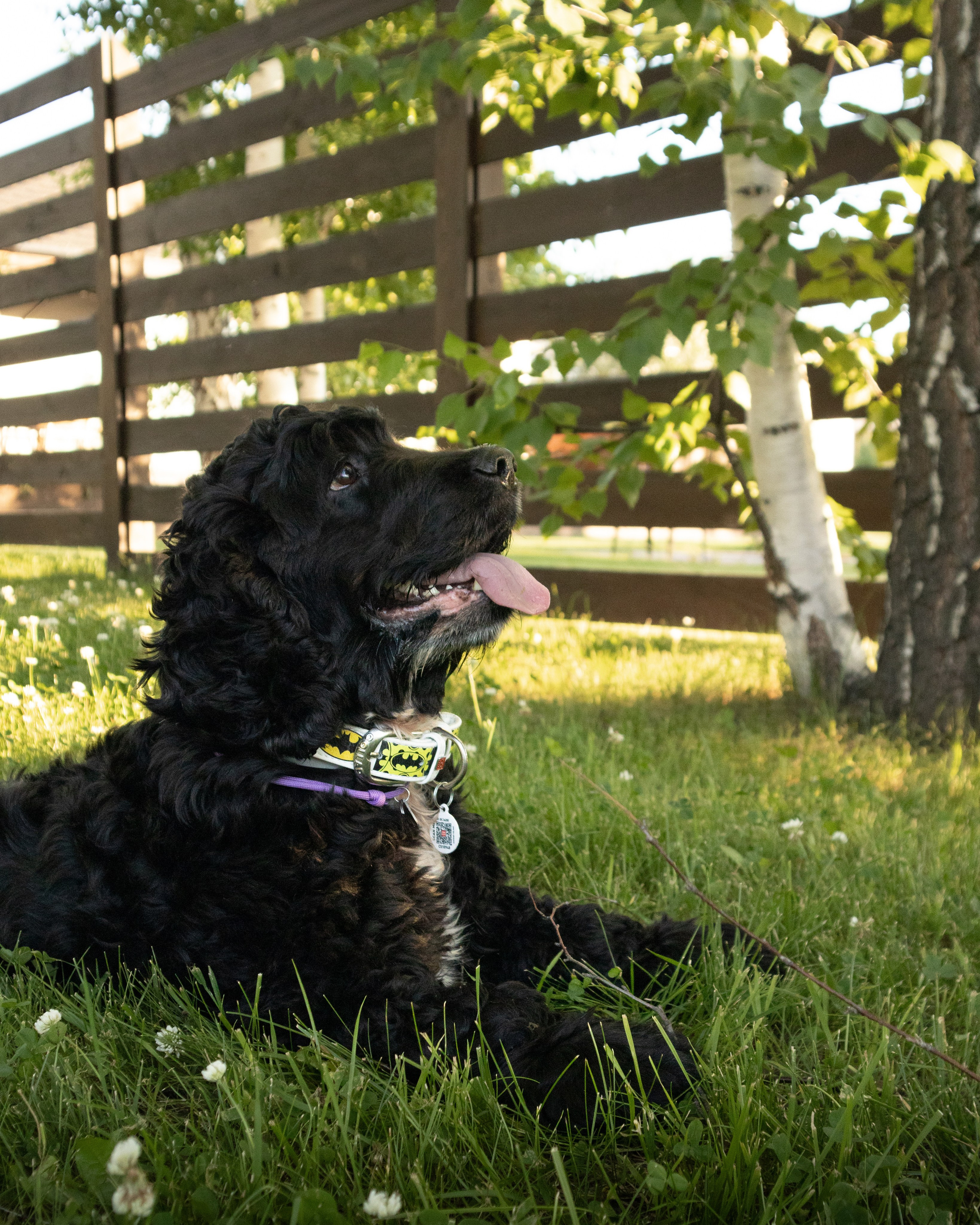 С животными. Фотограф Новосибирск, Академгородок, Бердск — Айна
