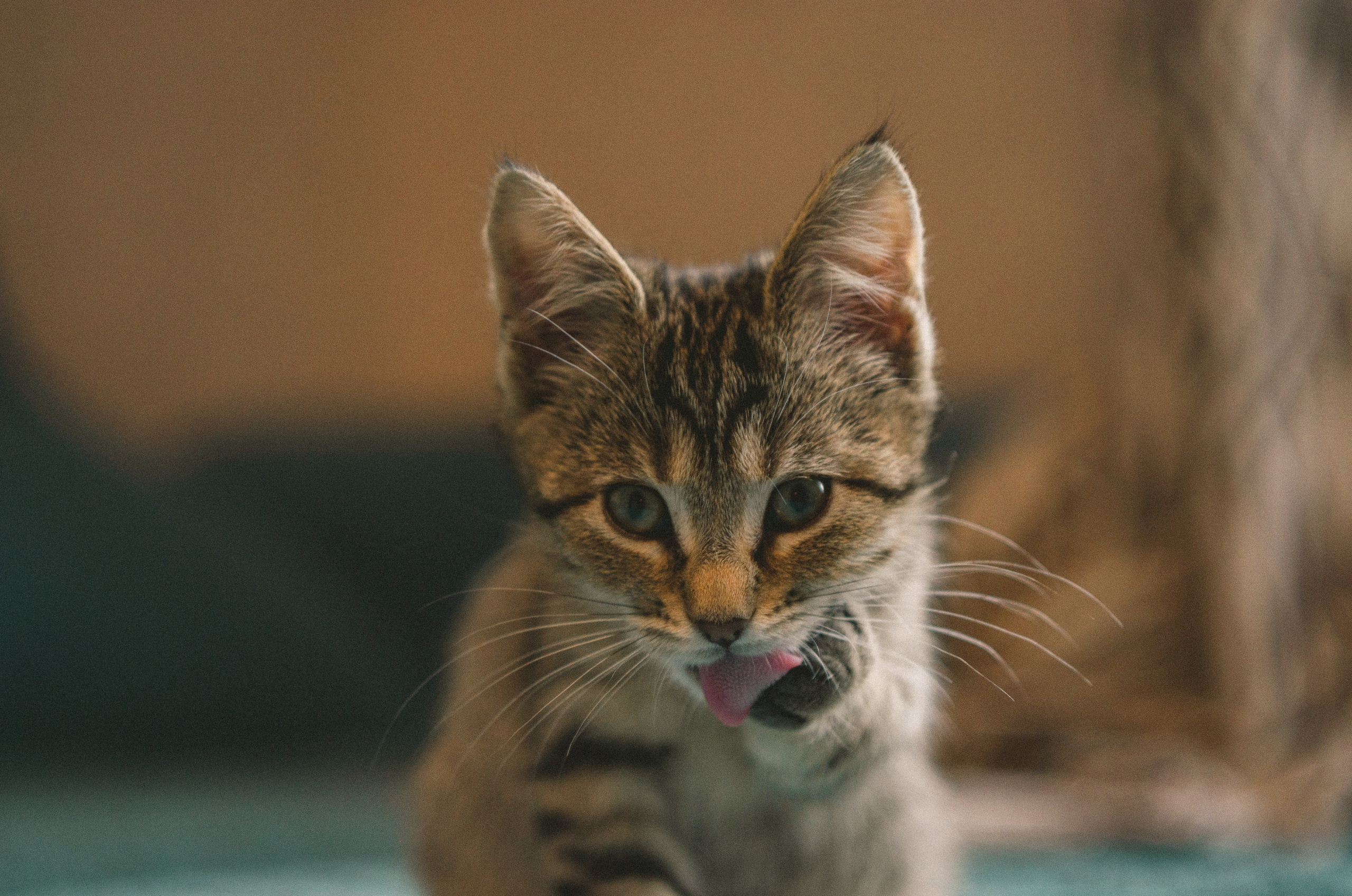 Животные. Varezhka photo | фотограф для души