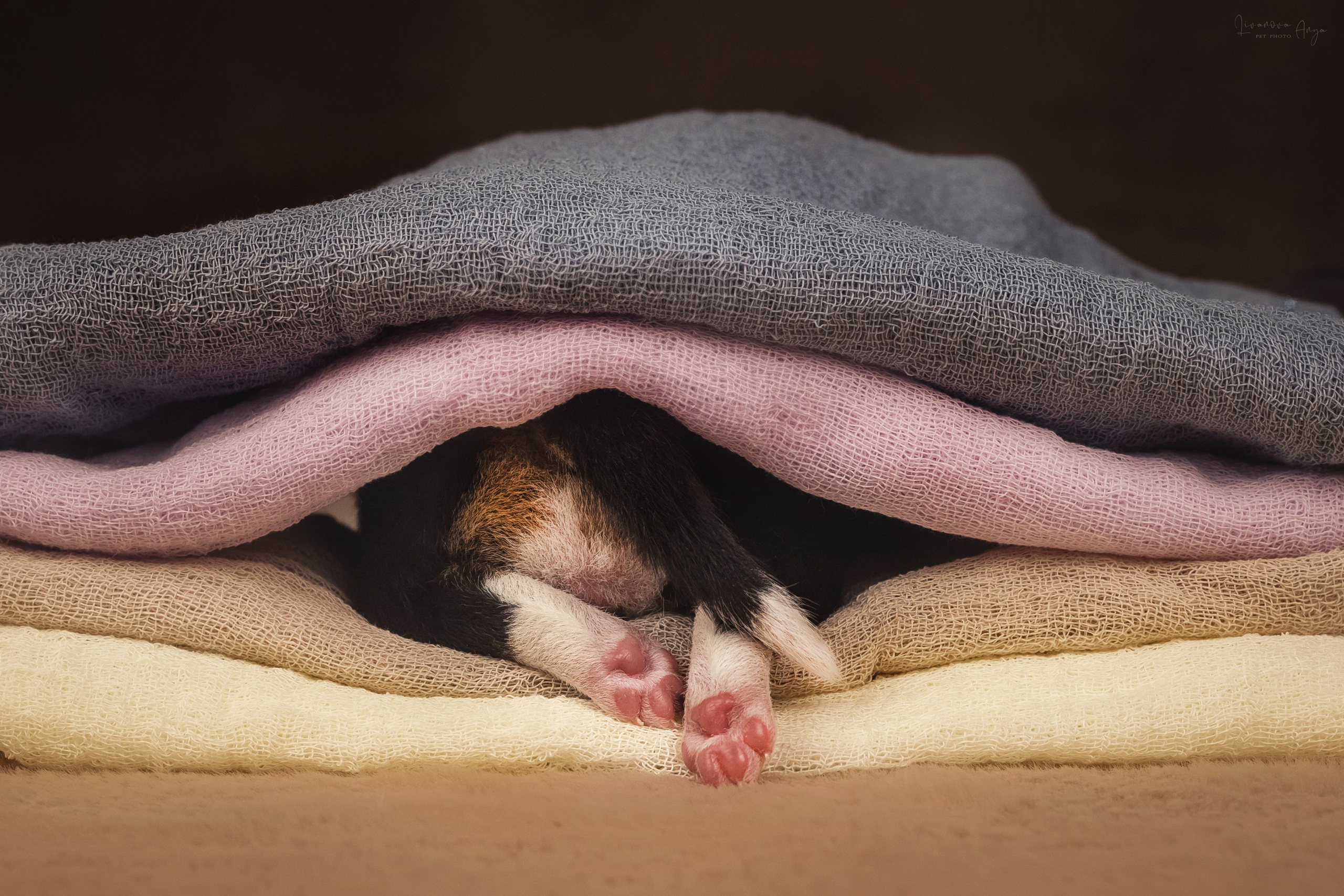 Басеньки. Фотограф анималист Аня Ливанова | Рыбинск