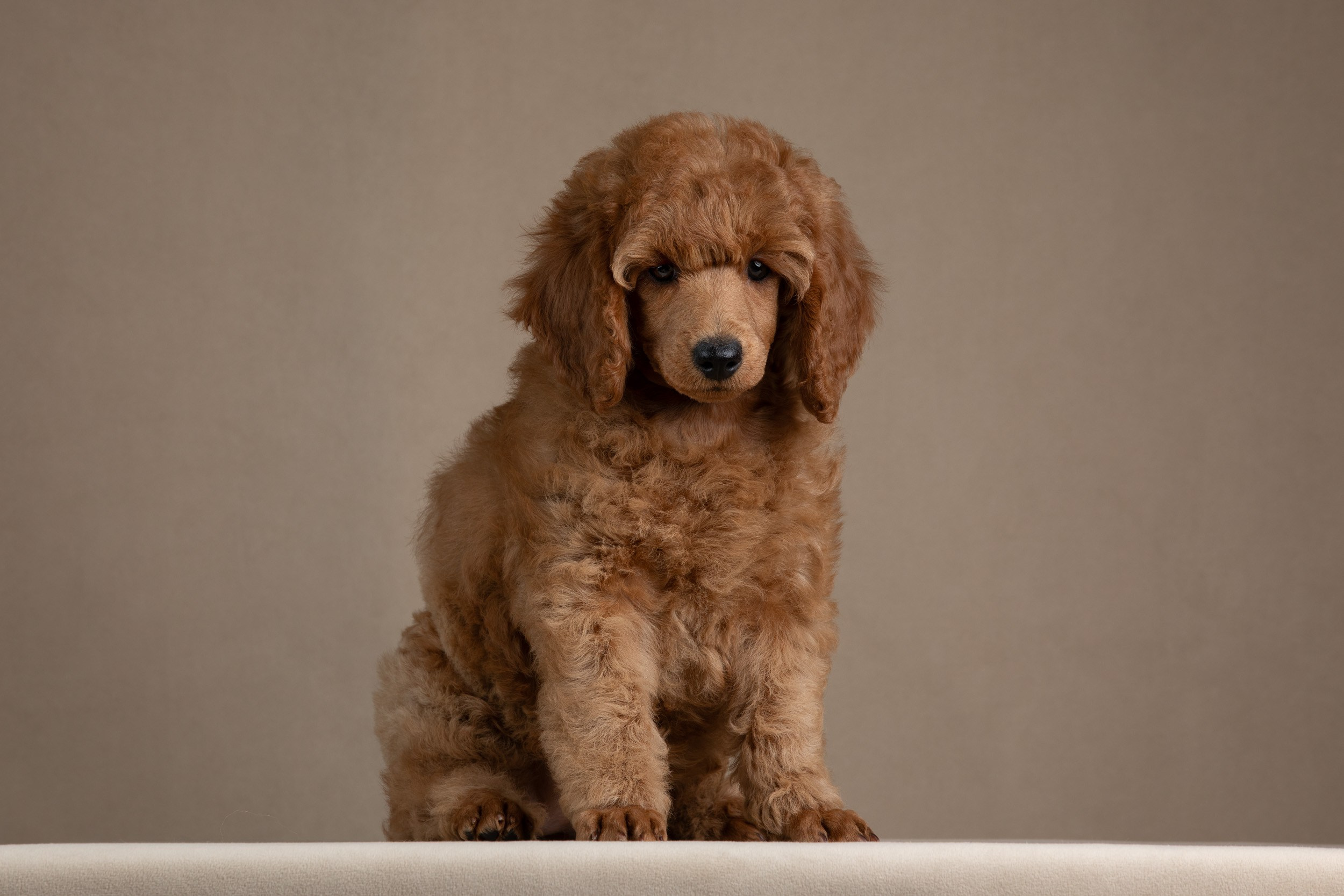 Фотосессия для щенков пуделя с выездом в Щербинку. Фотограф-анималист в Москве и Московской области Татьяна Фролова