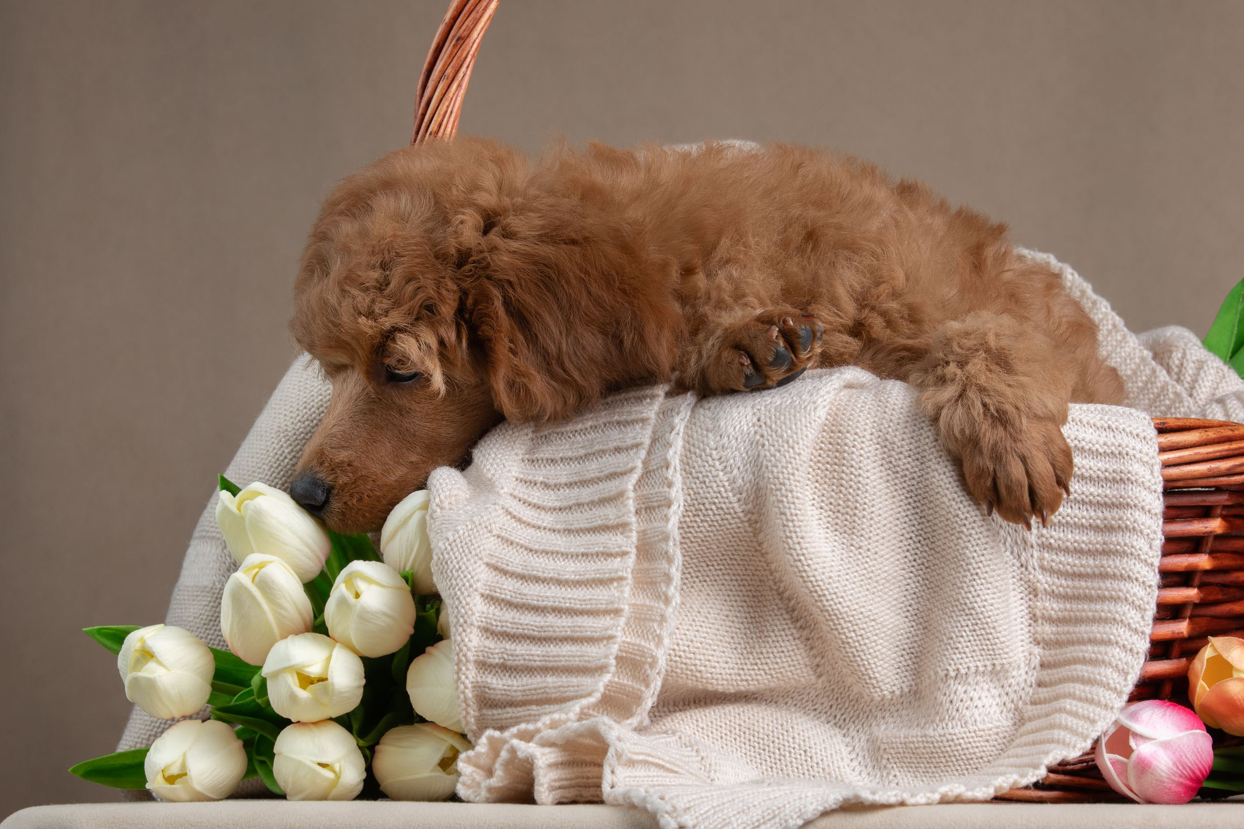 Фотосессия для щенков пуделя с выездом в Щербинку. Фотограф-анималист в Москве и Московской области Татьяна Фролова