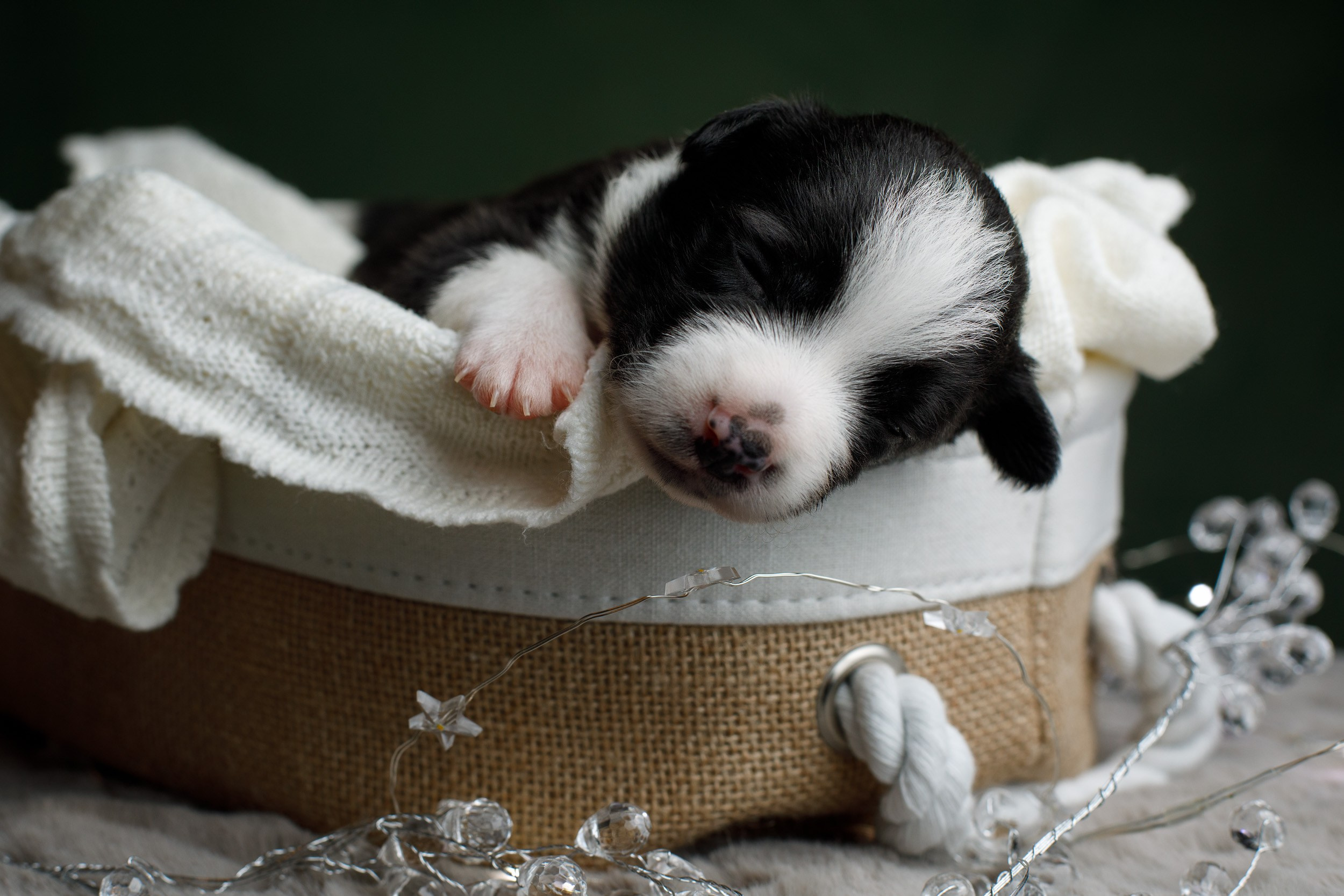 Студийная ньюборн съемка помета бордер-колли. Фотограф-анималист в Москве и Московской области Татьяна Фролова