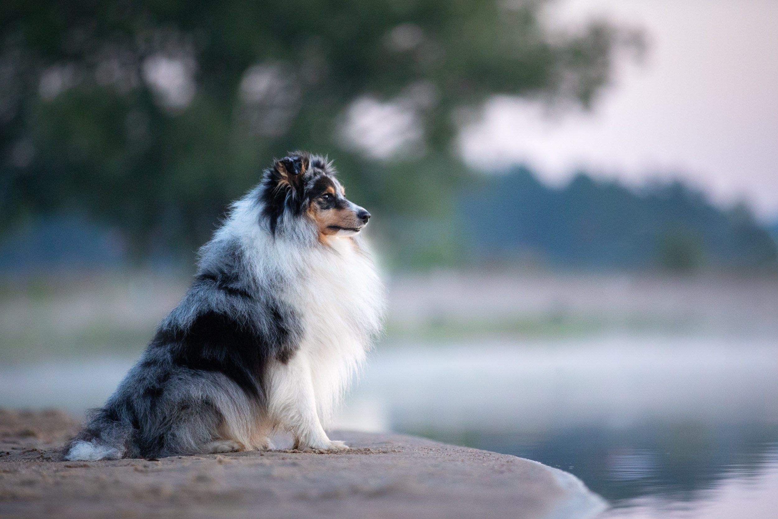 Анонс рассветной съемки с собаками на озере. Фотограф-анималист в Москве и Московской области Татьяна Фролова