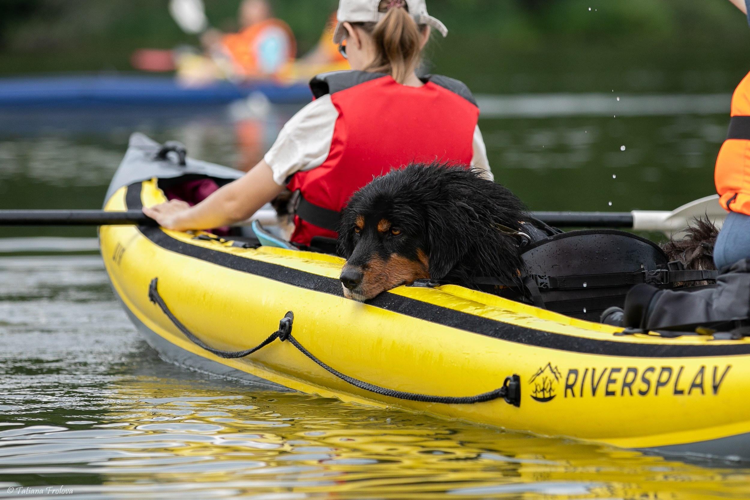 Фотоочет о сплаве на байдарках вместе с собаками. Фотограф-анималист в Москве и Московской области Татьяна Фролова