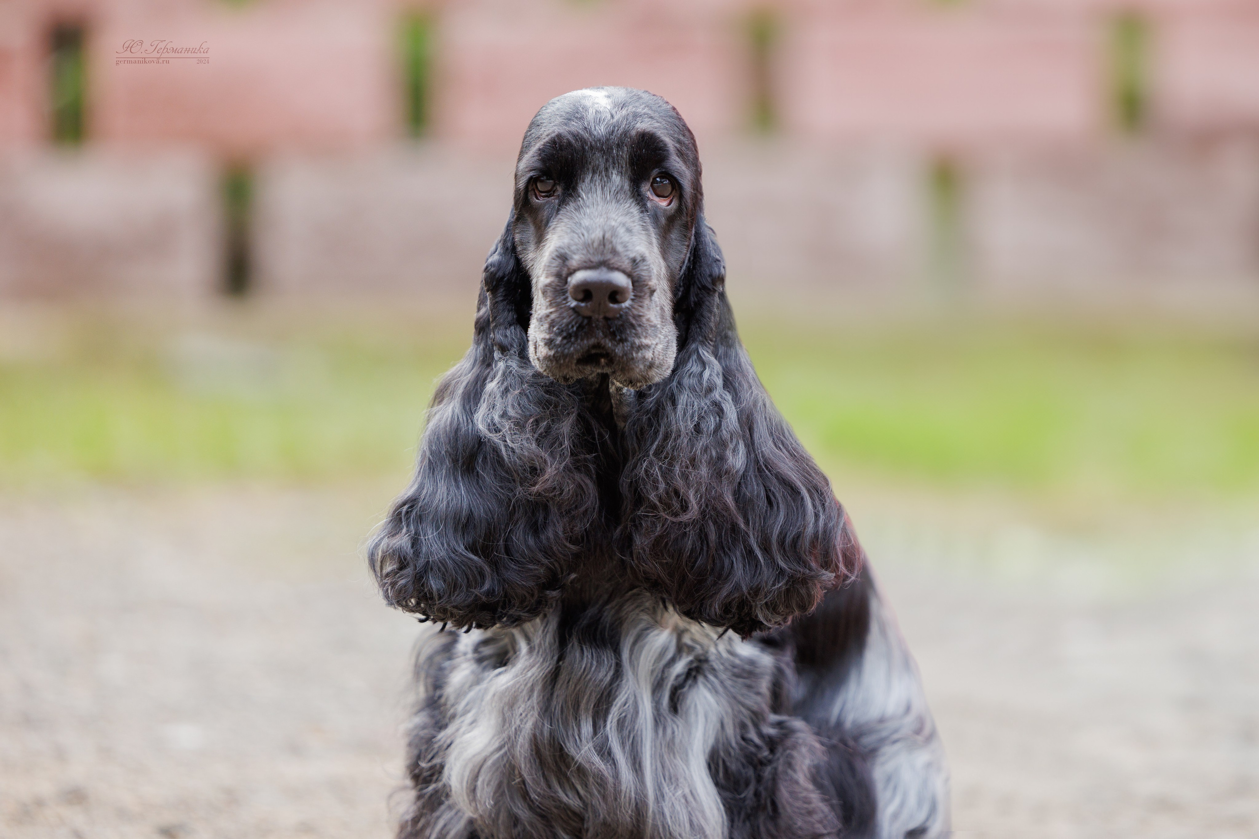 Астана 2хCACIB 17-18.08.2024. Фотограф-анималист Юлия Германика