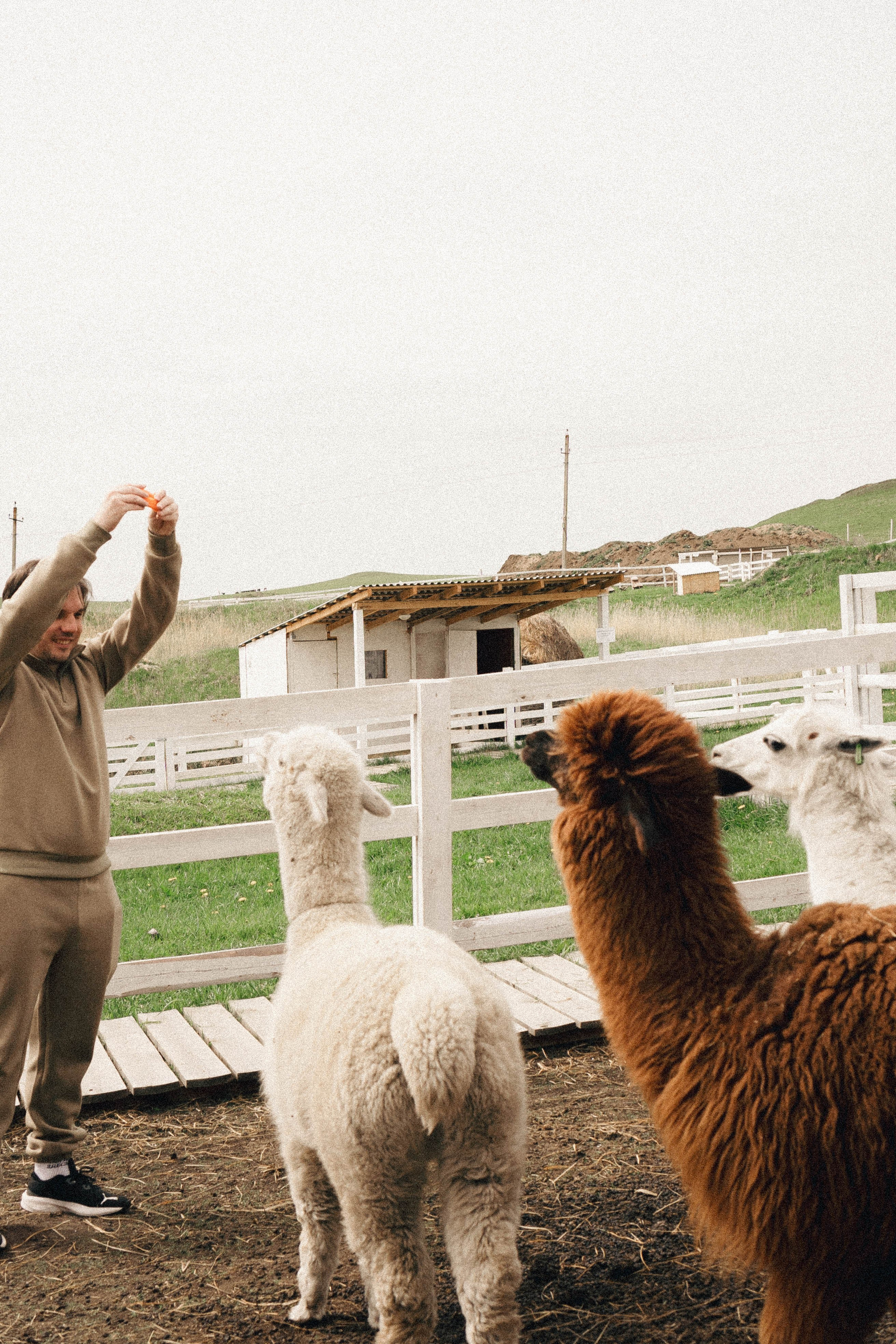 Ферма Альпак. Профессиональный фотограф, Санкт-Петербург — Виктория Богомолова