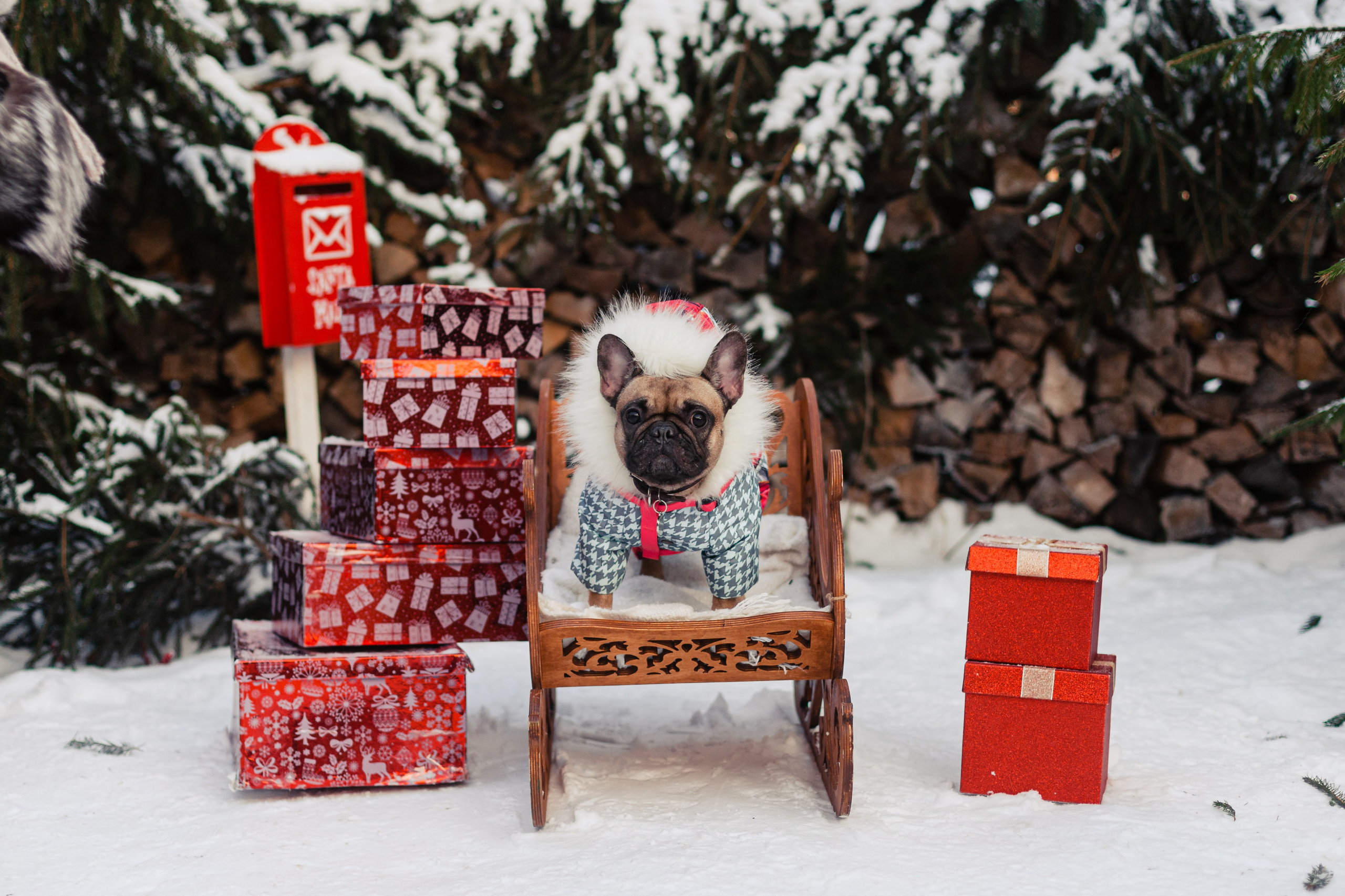 Зингер дача. Фотограф-анималист Татьяна Степанова