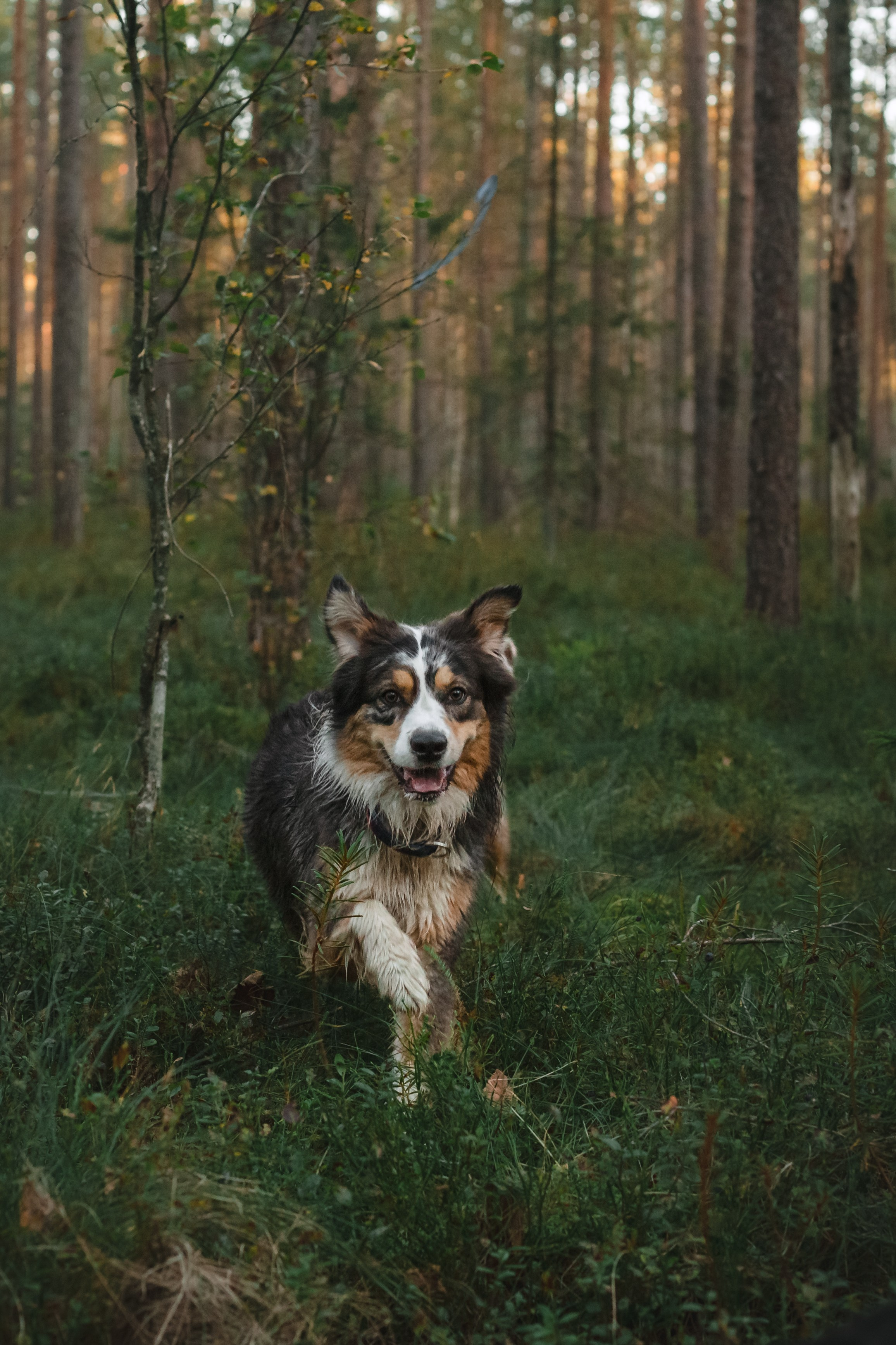 Фотопрогулка в Ленобласти. Фотограф-анималист Татьяна Степанова