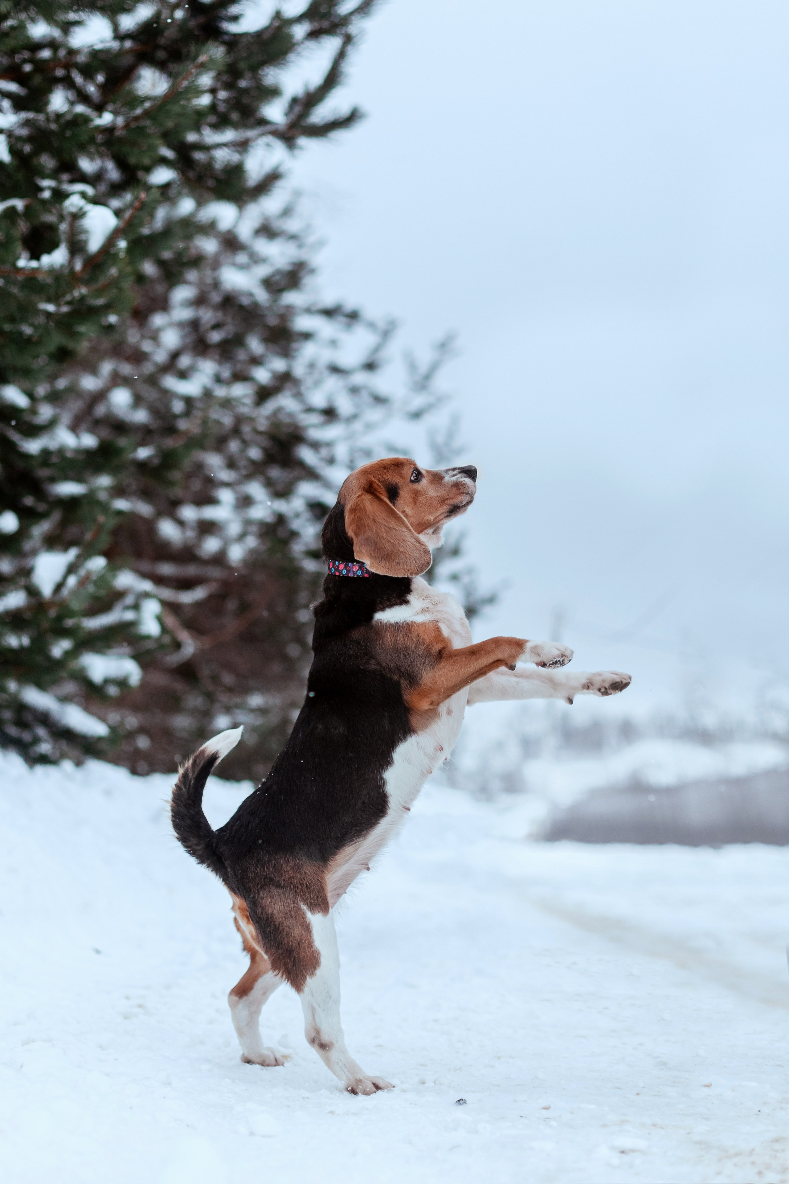 Дом для Биглей 2023. Фотограф-анималист Татьяна Степанова
