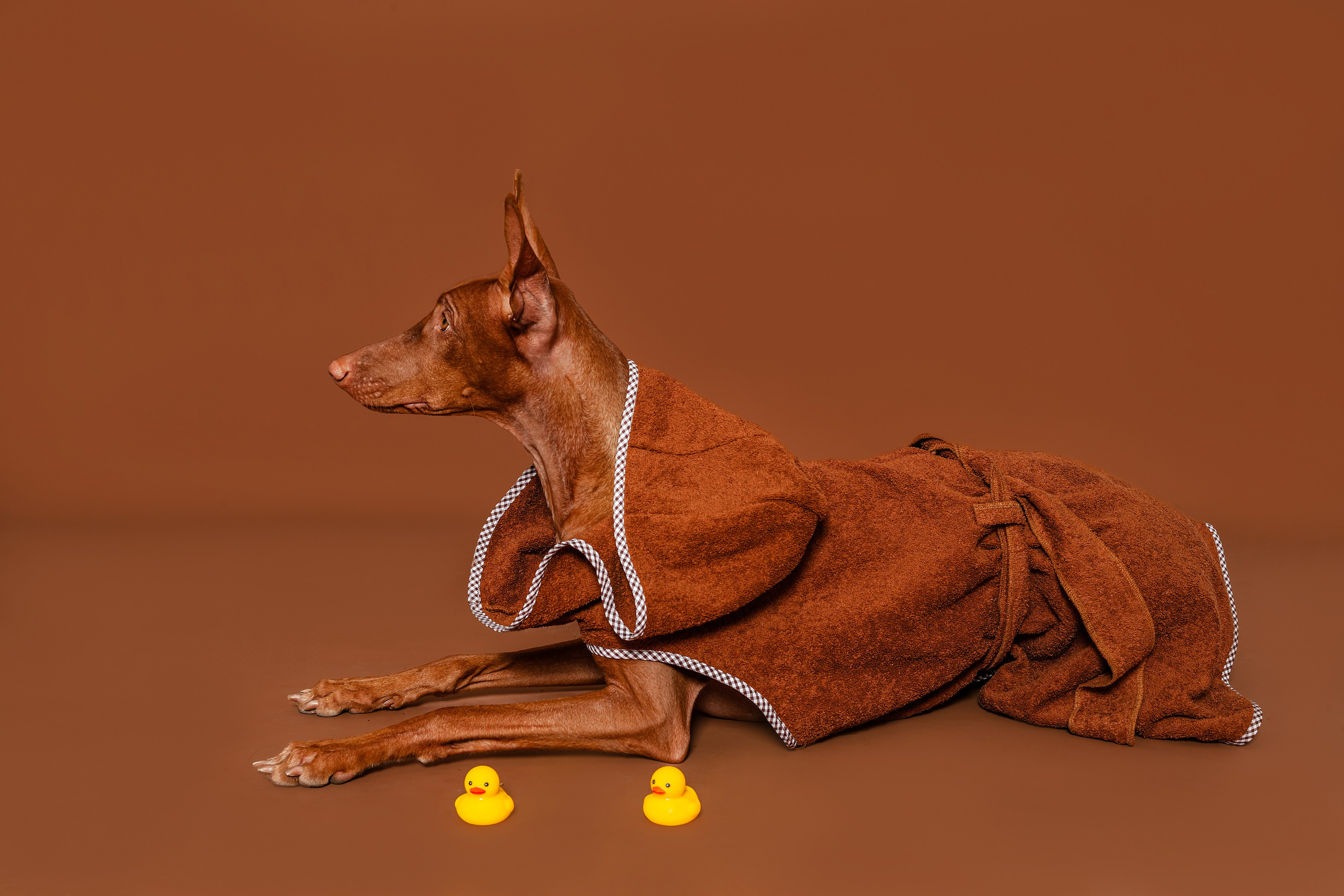 Съемка для бренда TEDDYBOY. Фотограф-анималист Татьяна Степанова