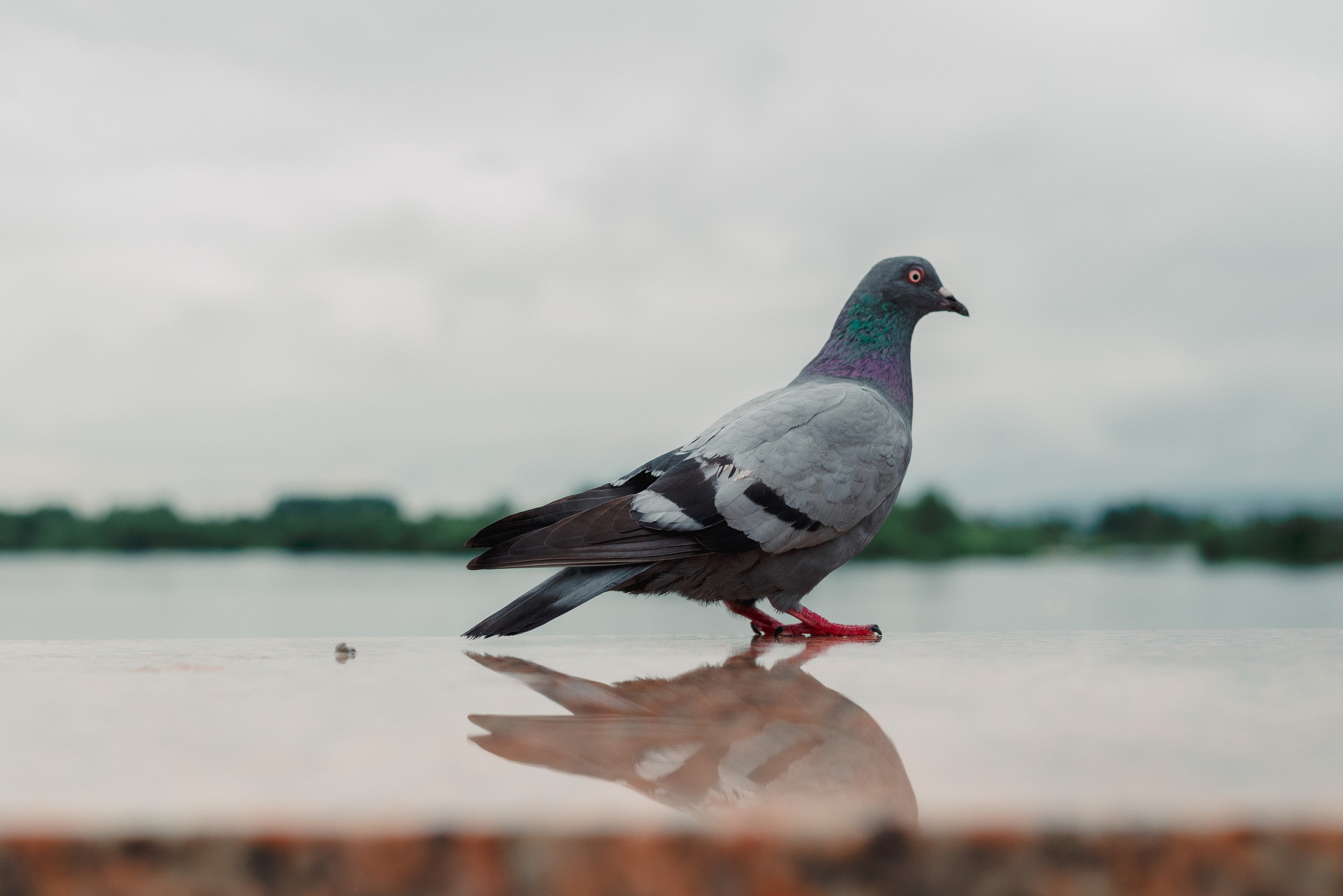 Анжелика + Александр. Фотографы Ивановы Краснодарский край