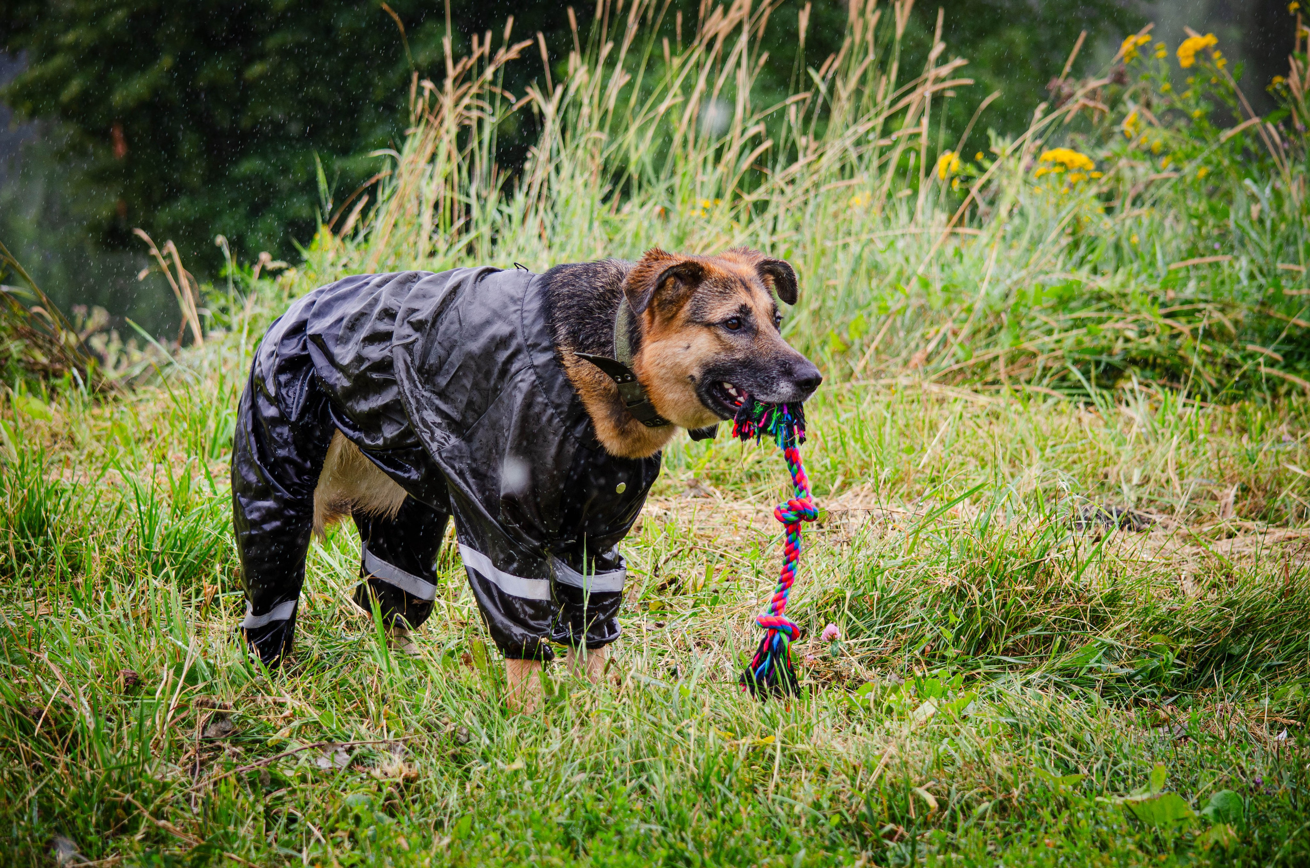 Арья и Оззи. Фотограф Светлана Блинова, Москва и Московская область