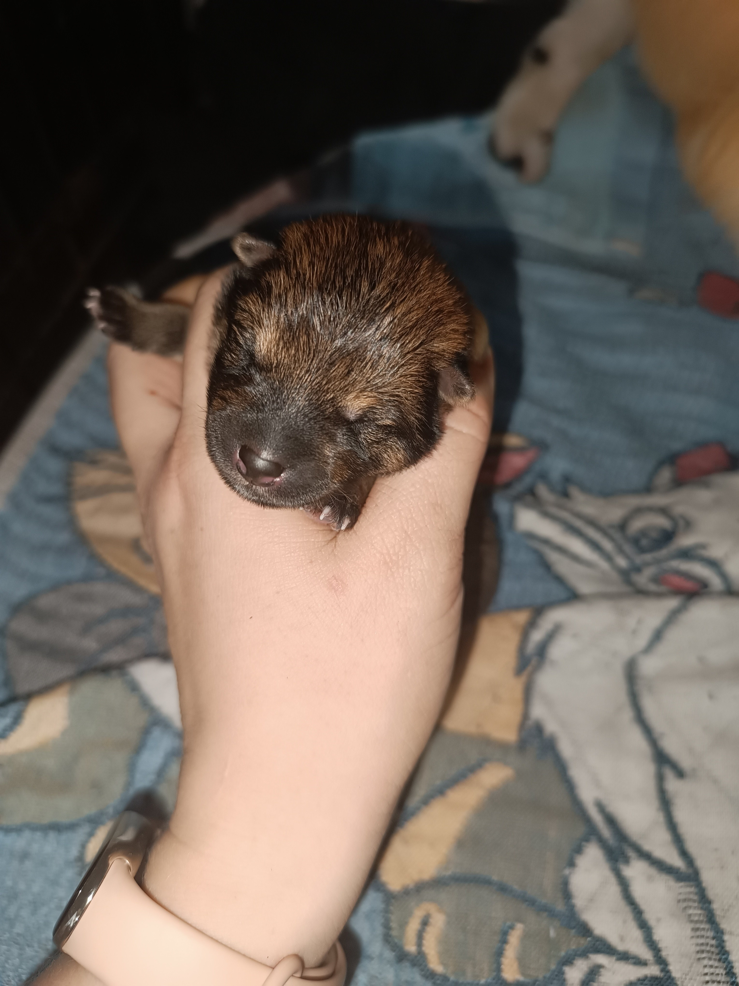 сиба питомник Рубилайт щенки на продажу rubylight  сиба щенки купить СПб Санкт-Петербург 