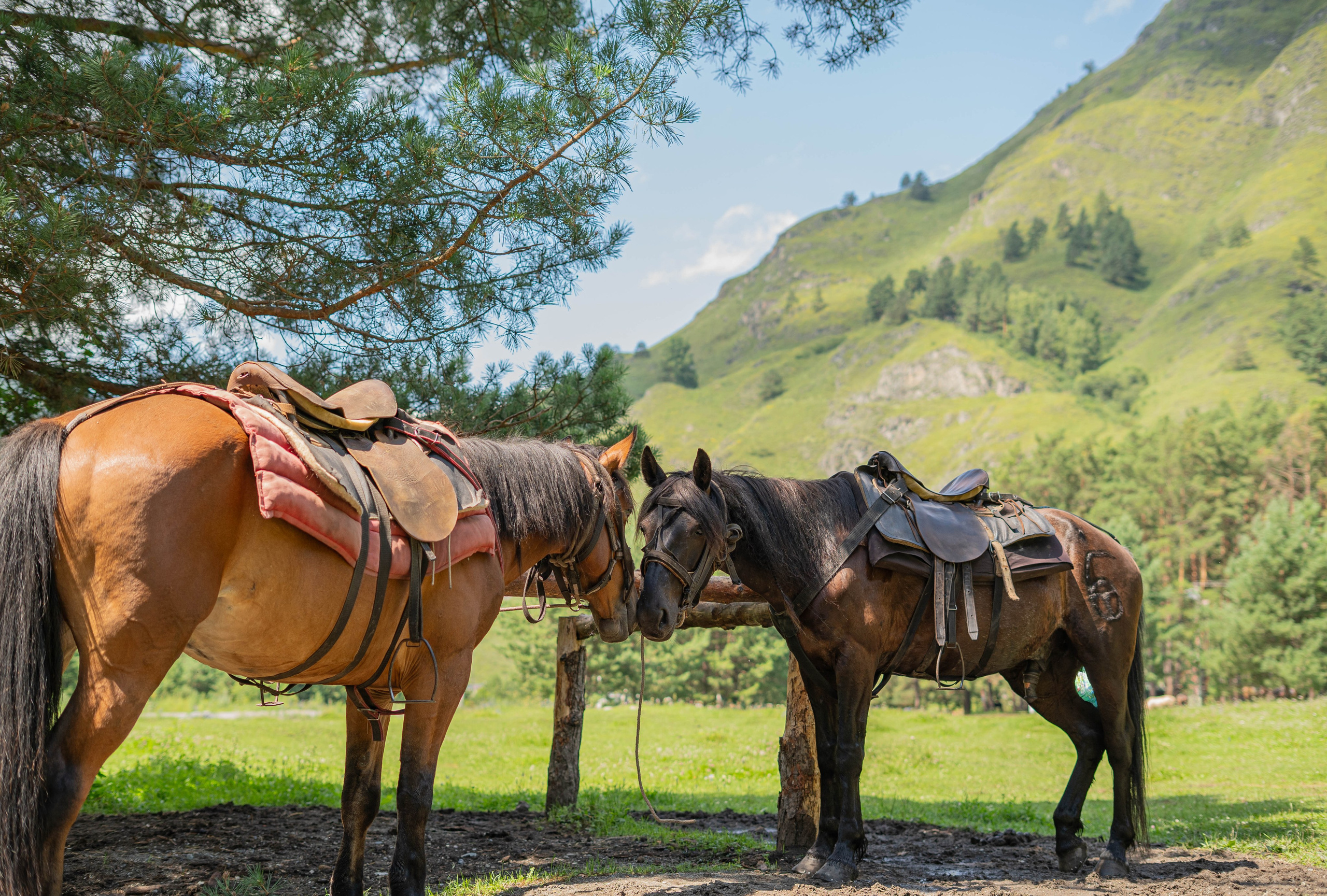 Фотосессия на природе Новосибирск Краснообск