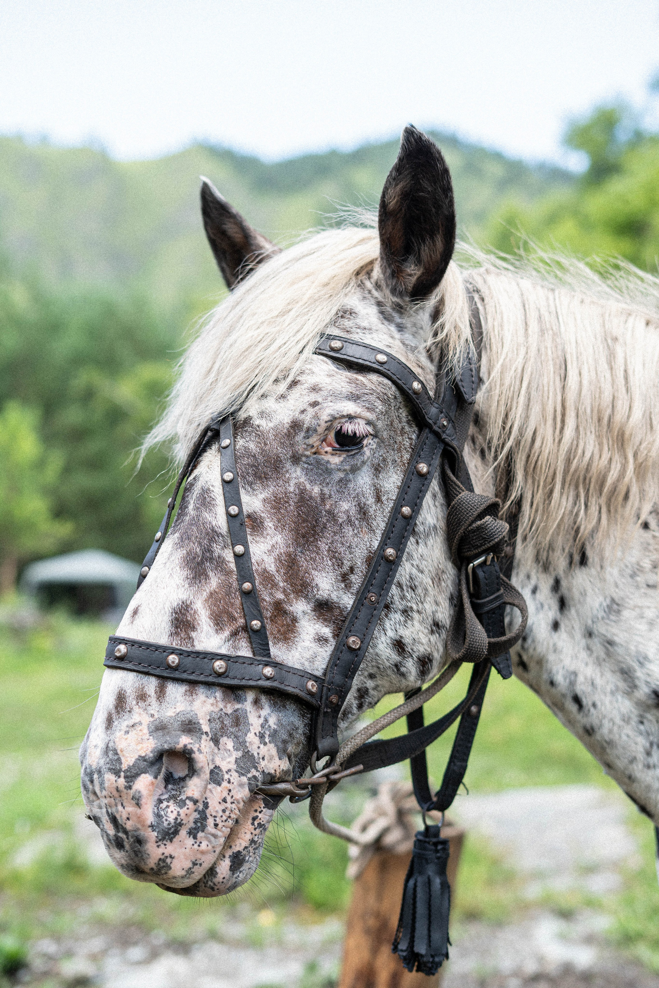 Фотосессия на природе Новосибирск Краснообск