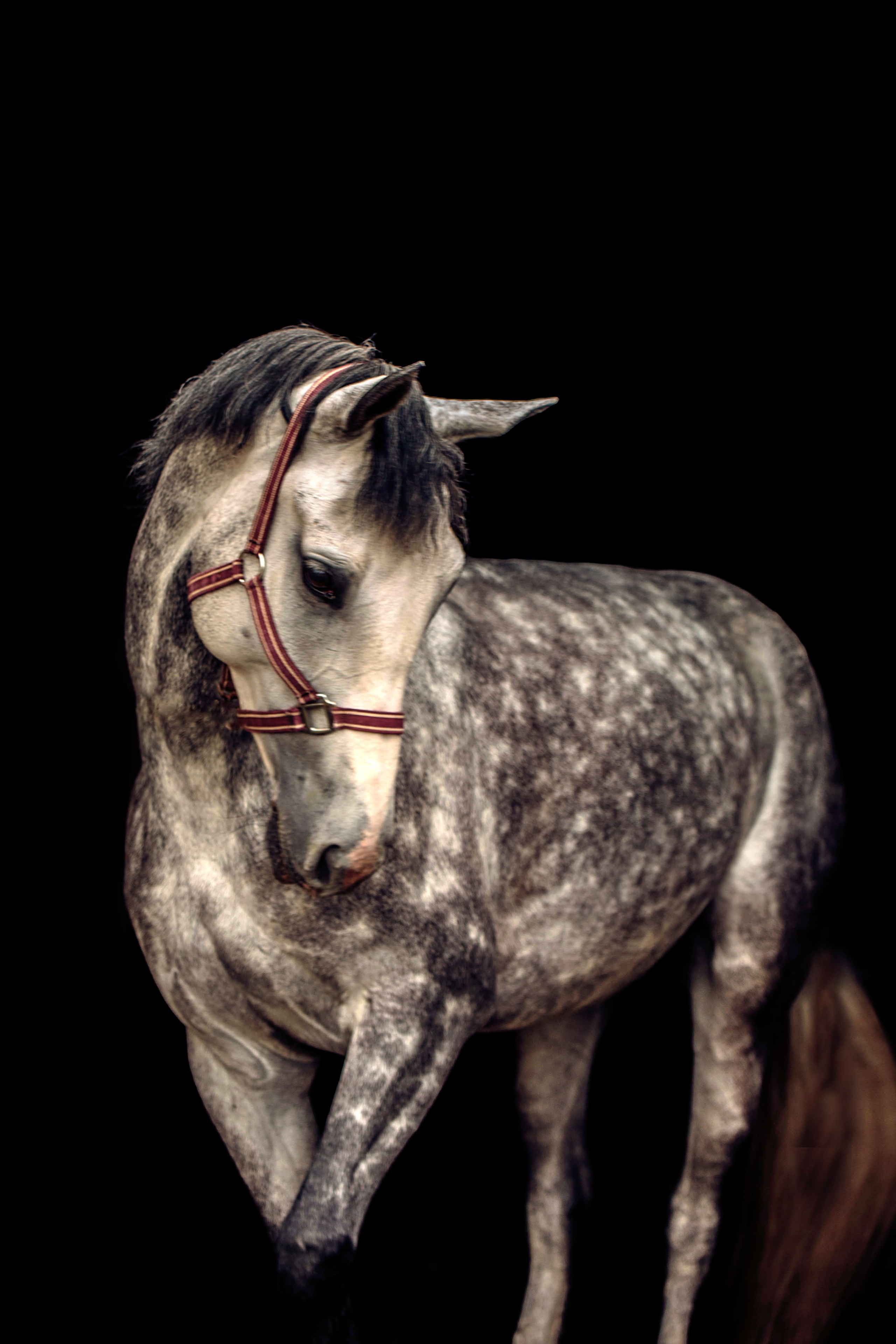 СЪЕМКА ЛОШАДЕЙ. Конный фотограф в Красноярске — Любовь Похабова