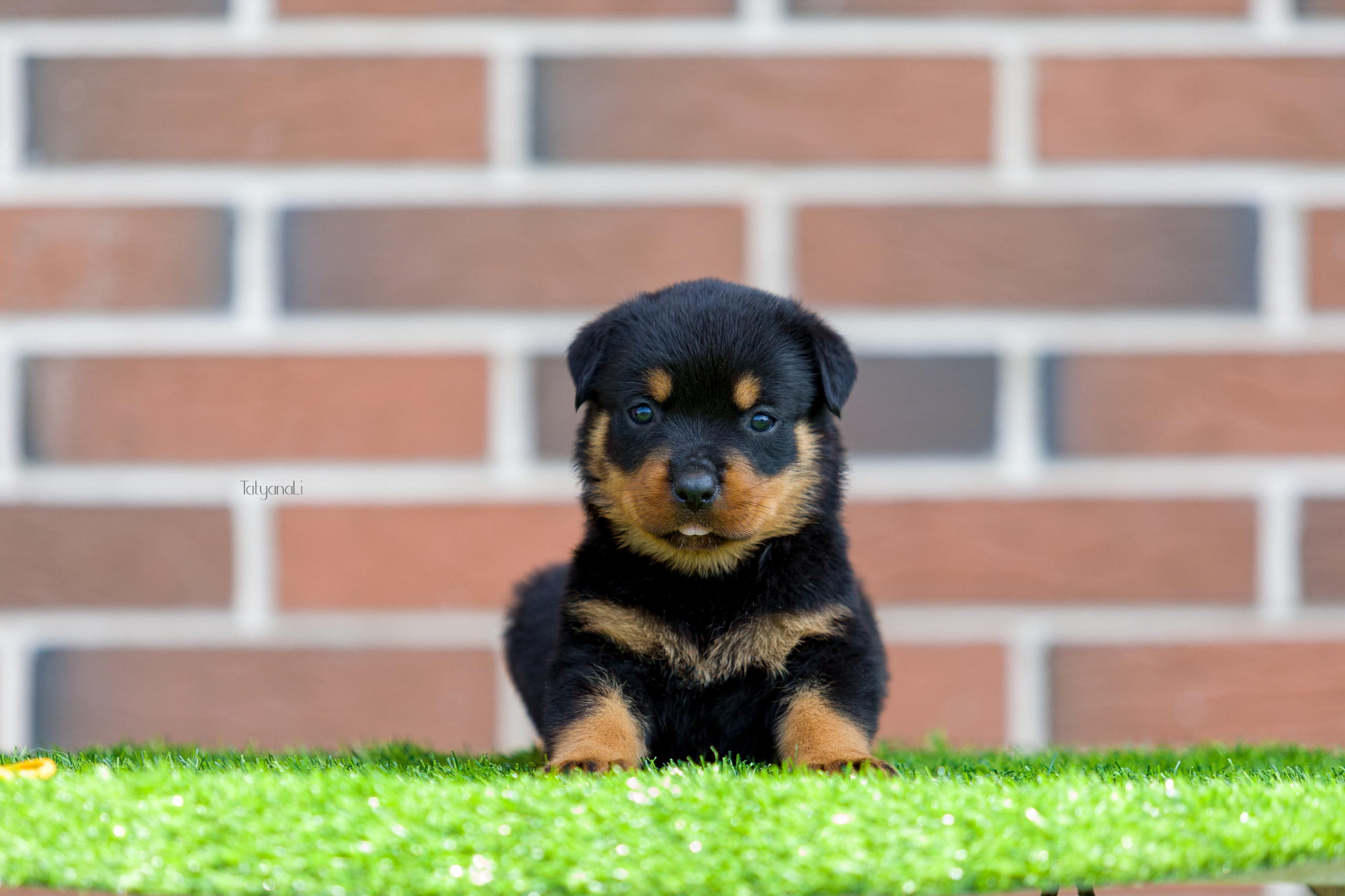 Ротвейлер. Фотограф — анималист Татьяна Ли