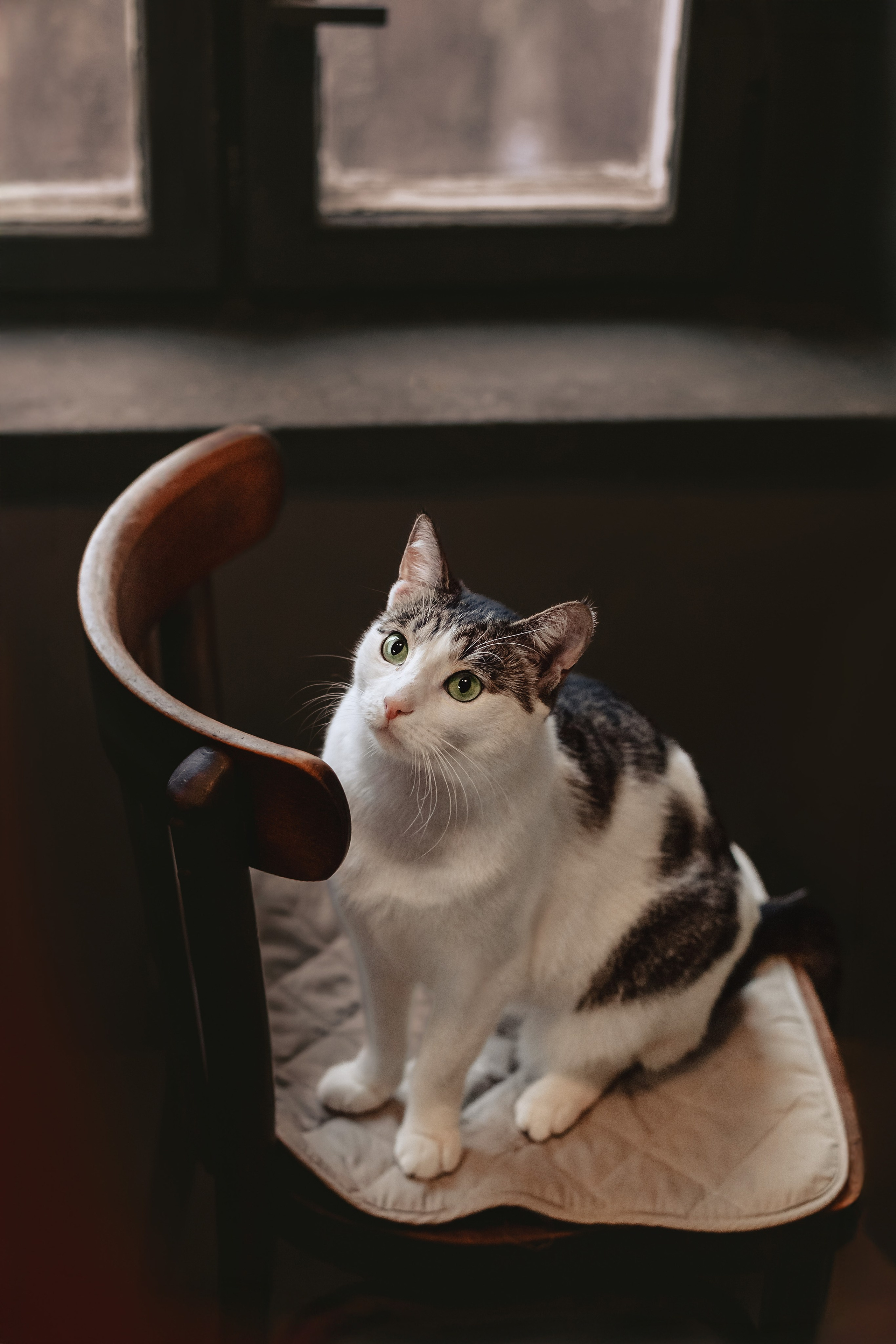 Кошки в поиске дома 2025. Фотограф-анималист Татьяна Степанова