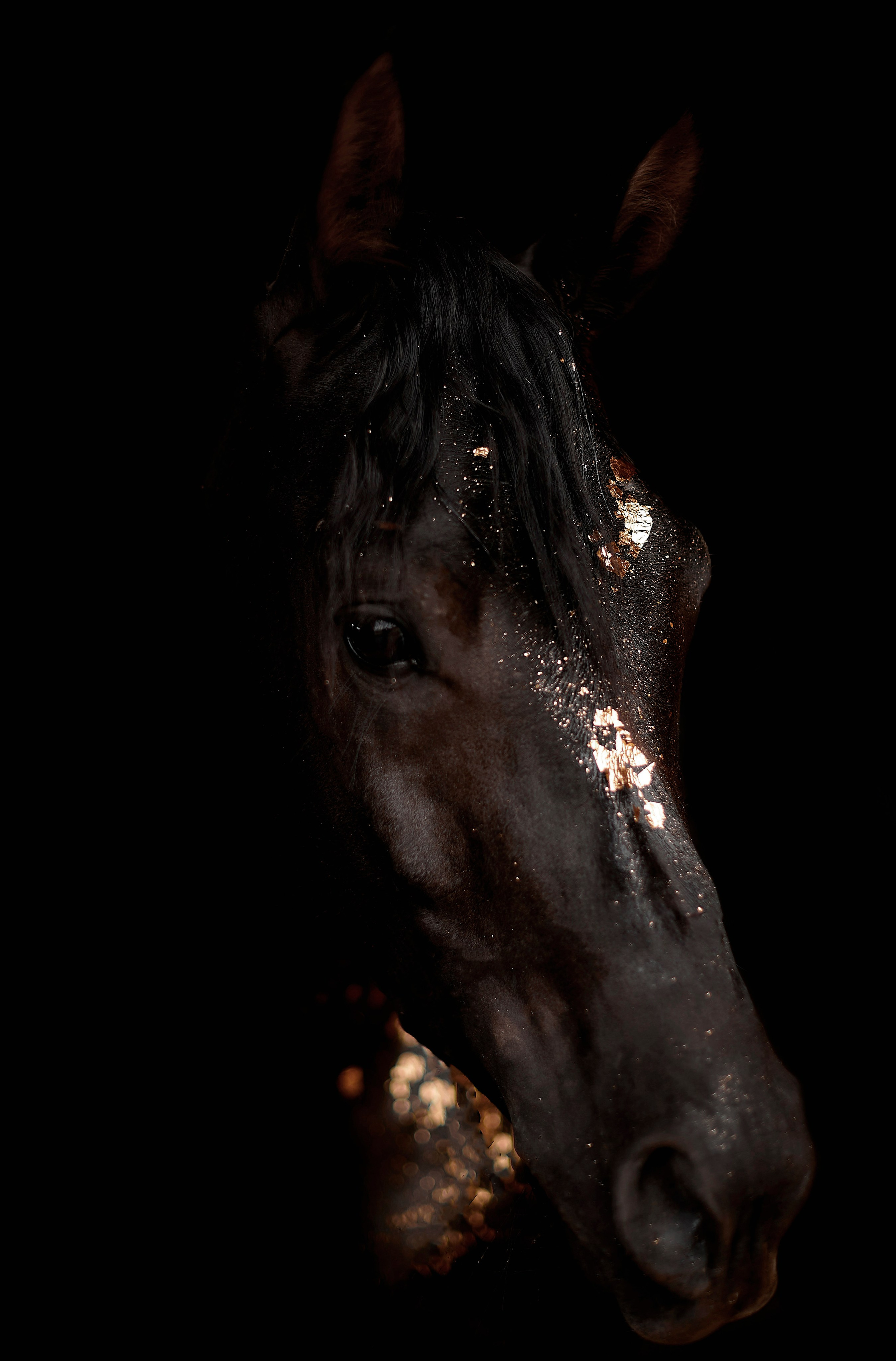 Харакс. Фотограф в Севастополе