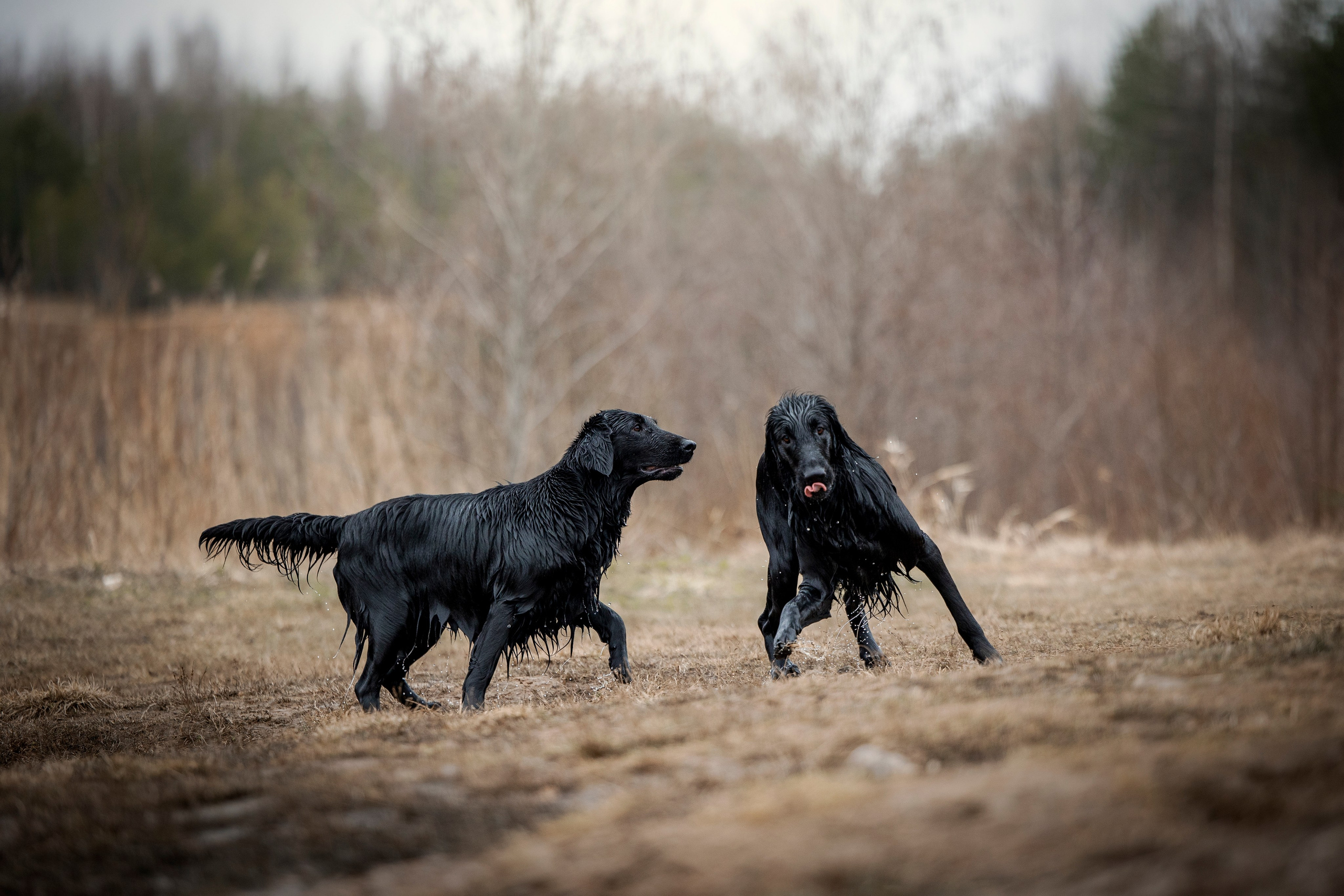 Ора, Ева, Рози и их семья. Фотограф — Анималист | Санкт-Петербург