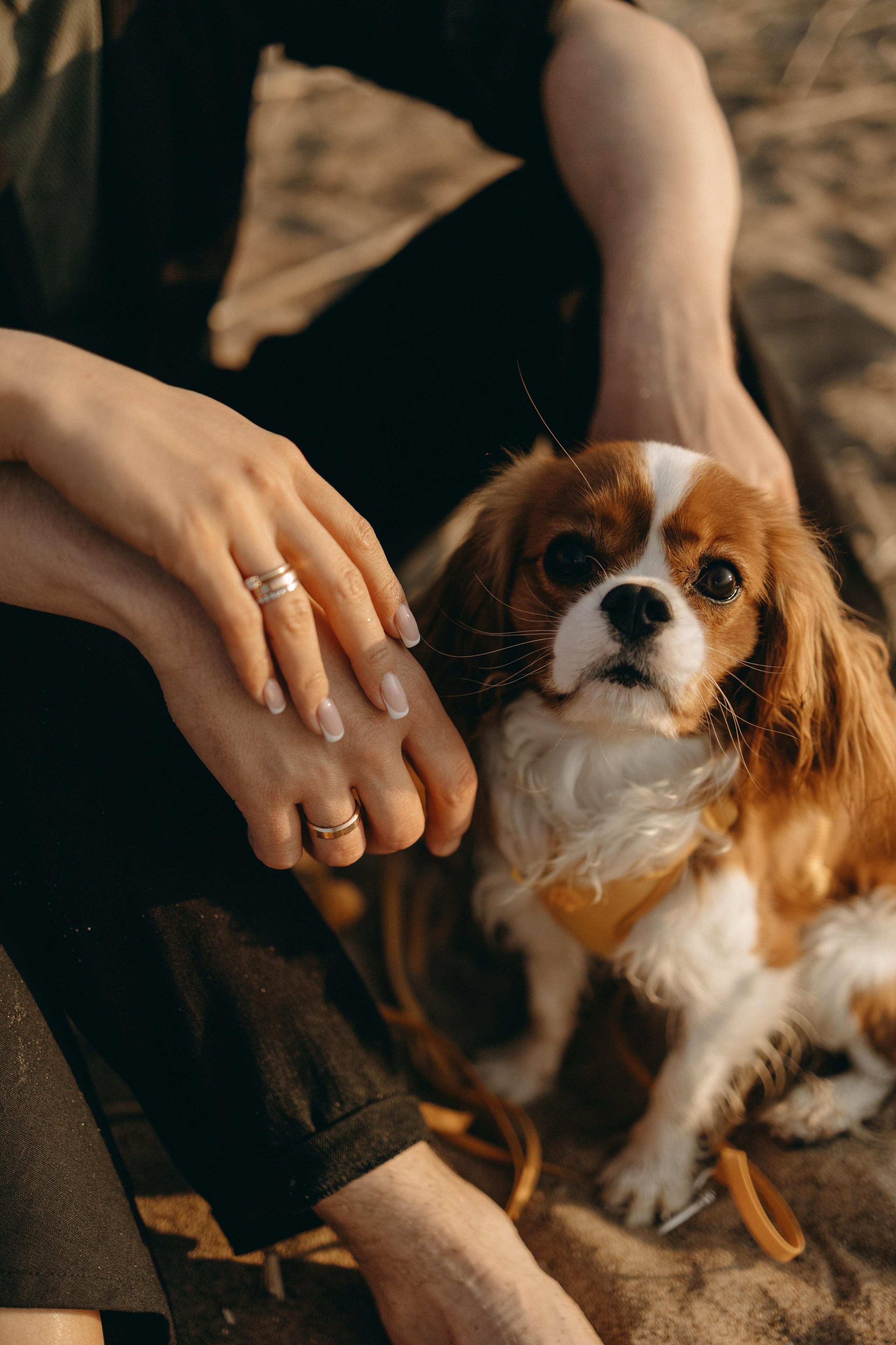Лу и его семья. Фотограф — Анималист | Санкт-Петербург