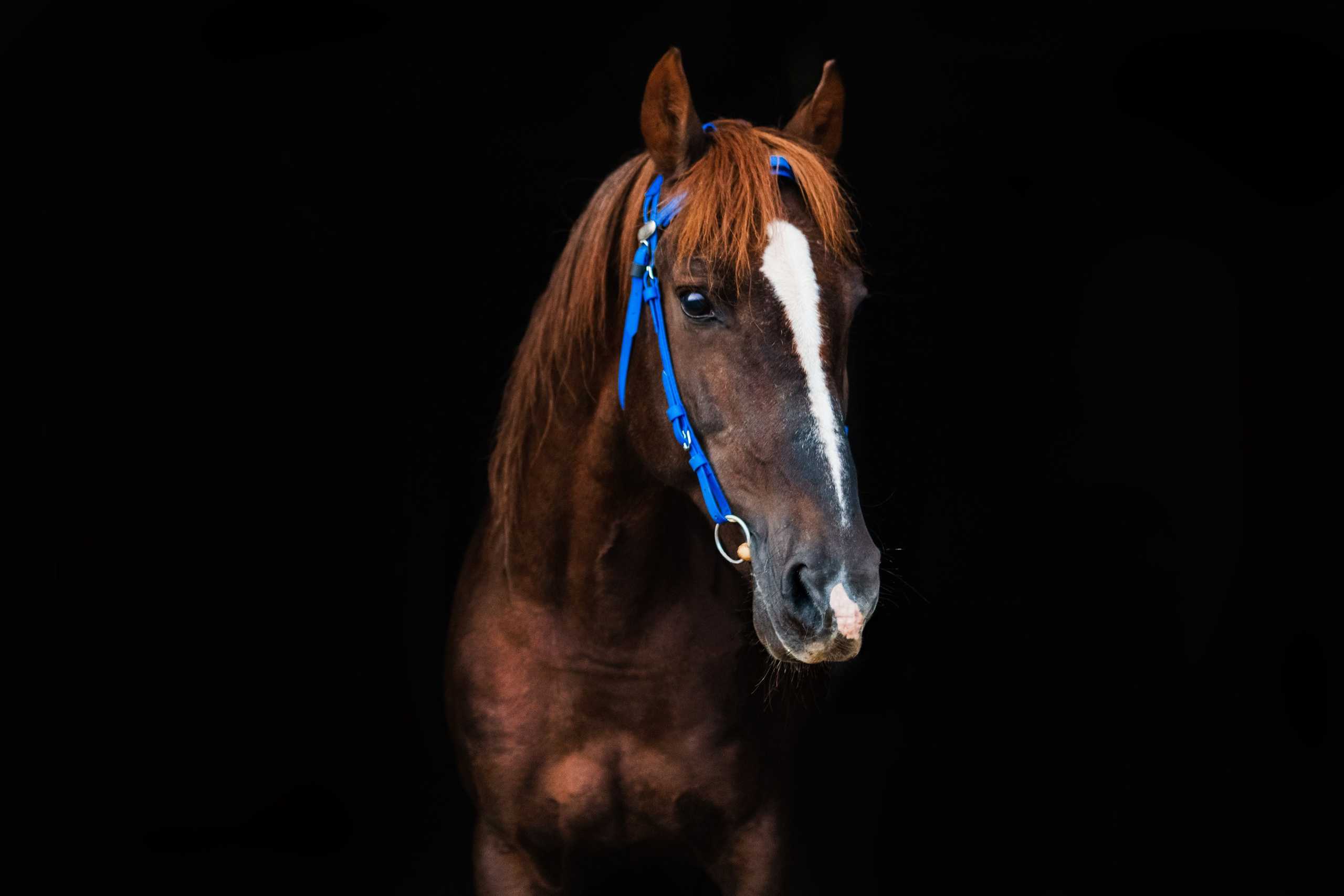 Life with horse. Saamill