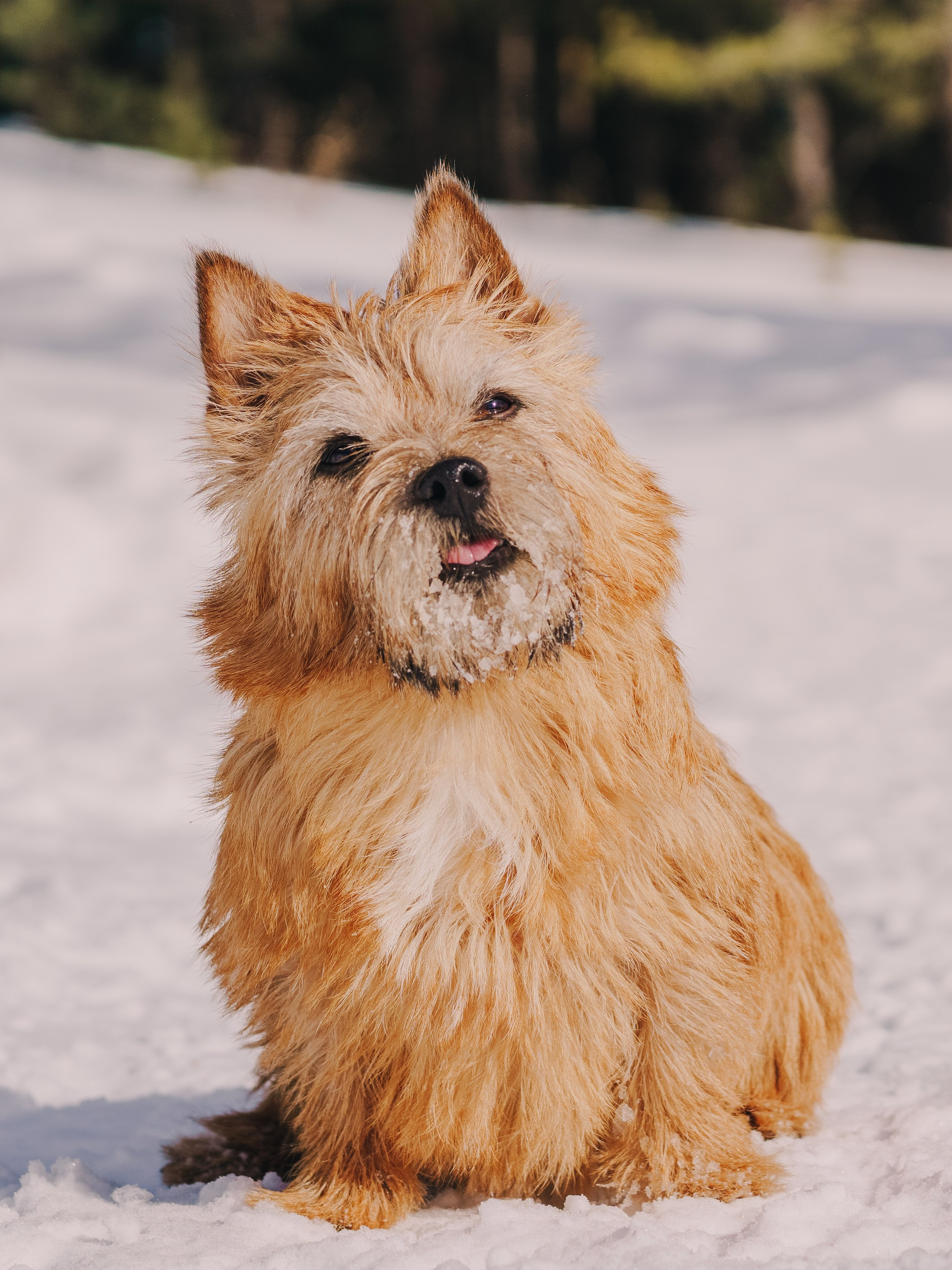 Life with dog. Saamill