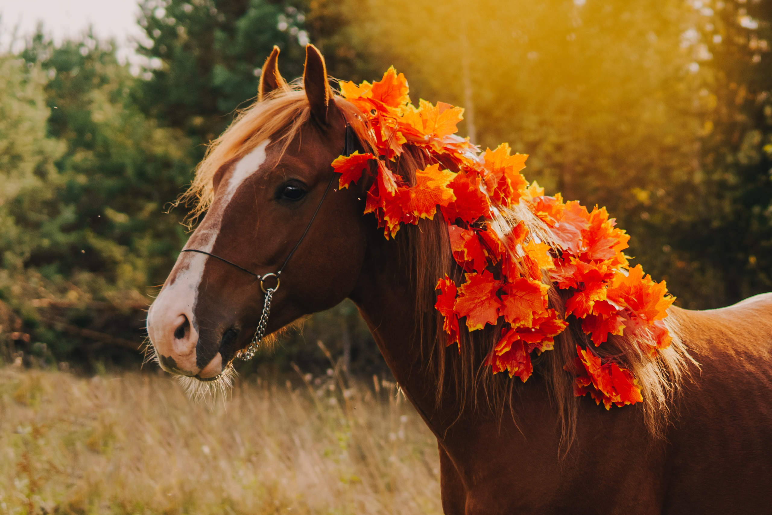 Life with horse. Saamill