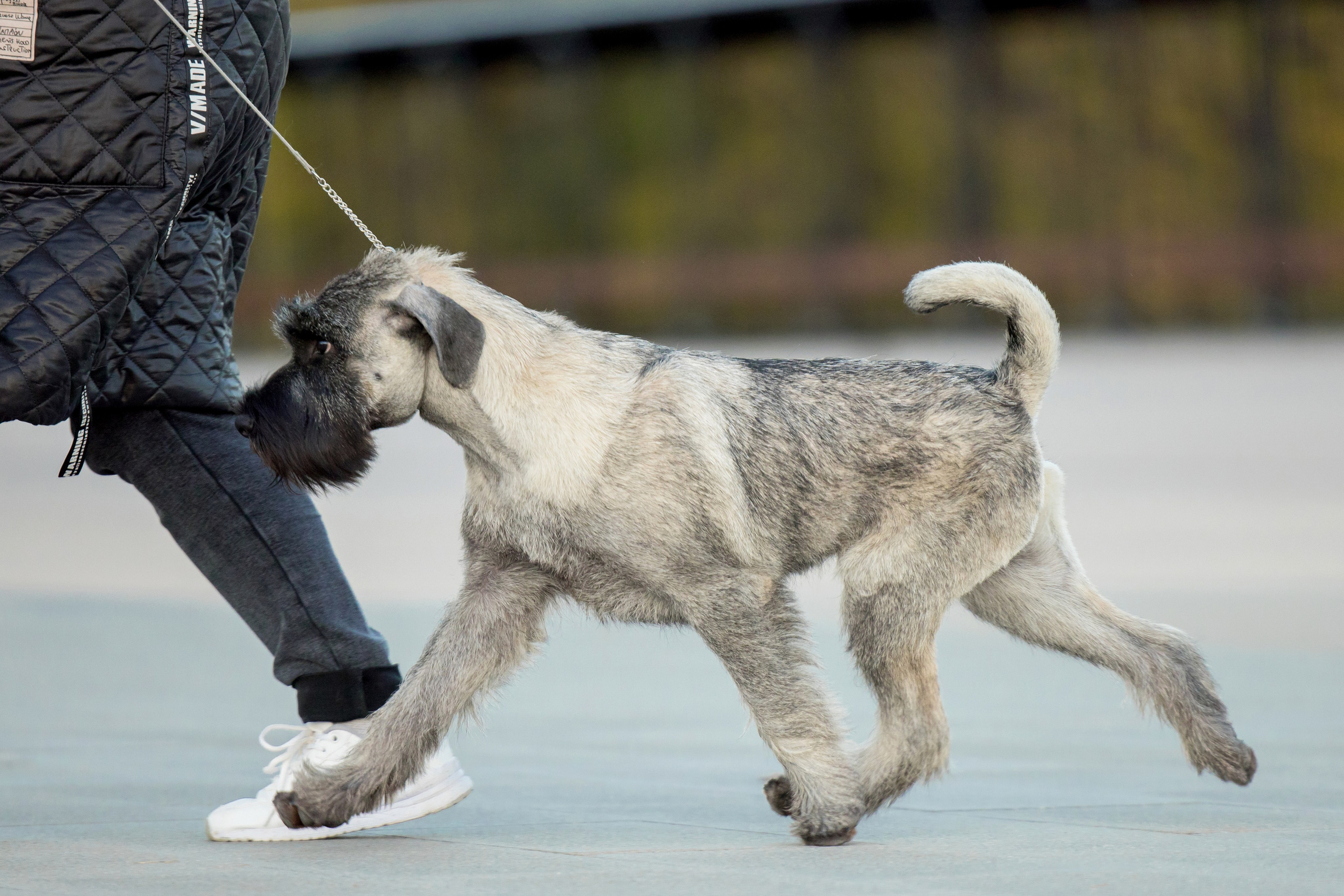 Нижний Новгород 21-22.10.2023. Фотограф-анималист Юлия Германика