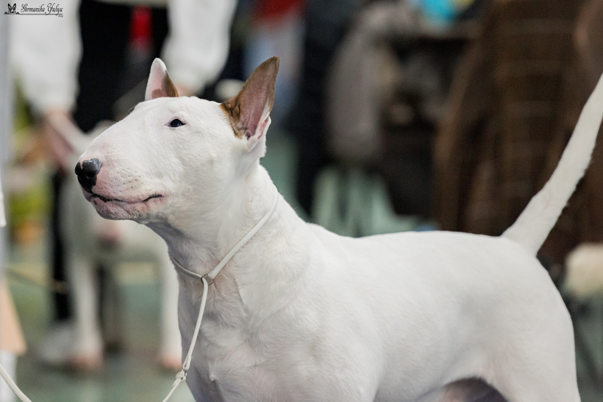 Сфера 28.01. и 4.02.2024. Фотограф-анималист Юлия Германика