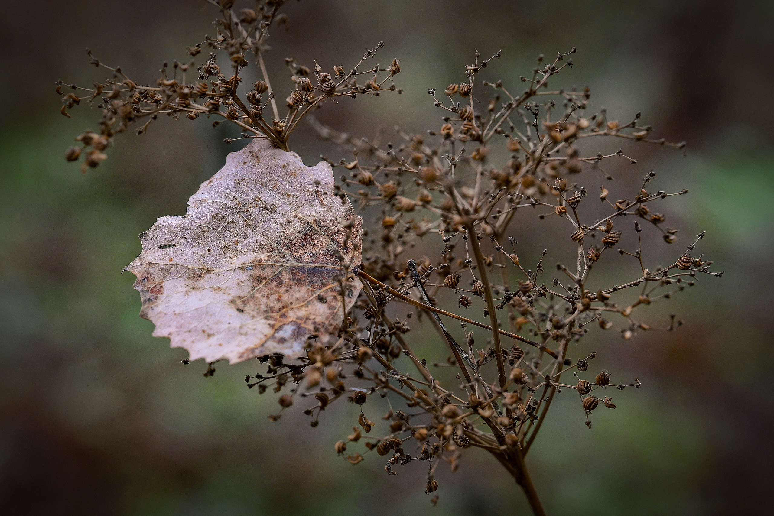 Осень. FotoGraf