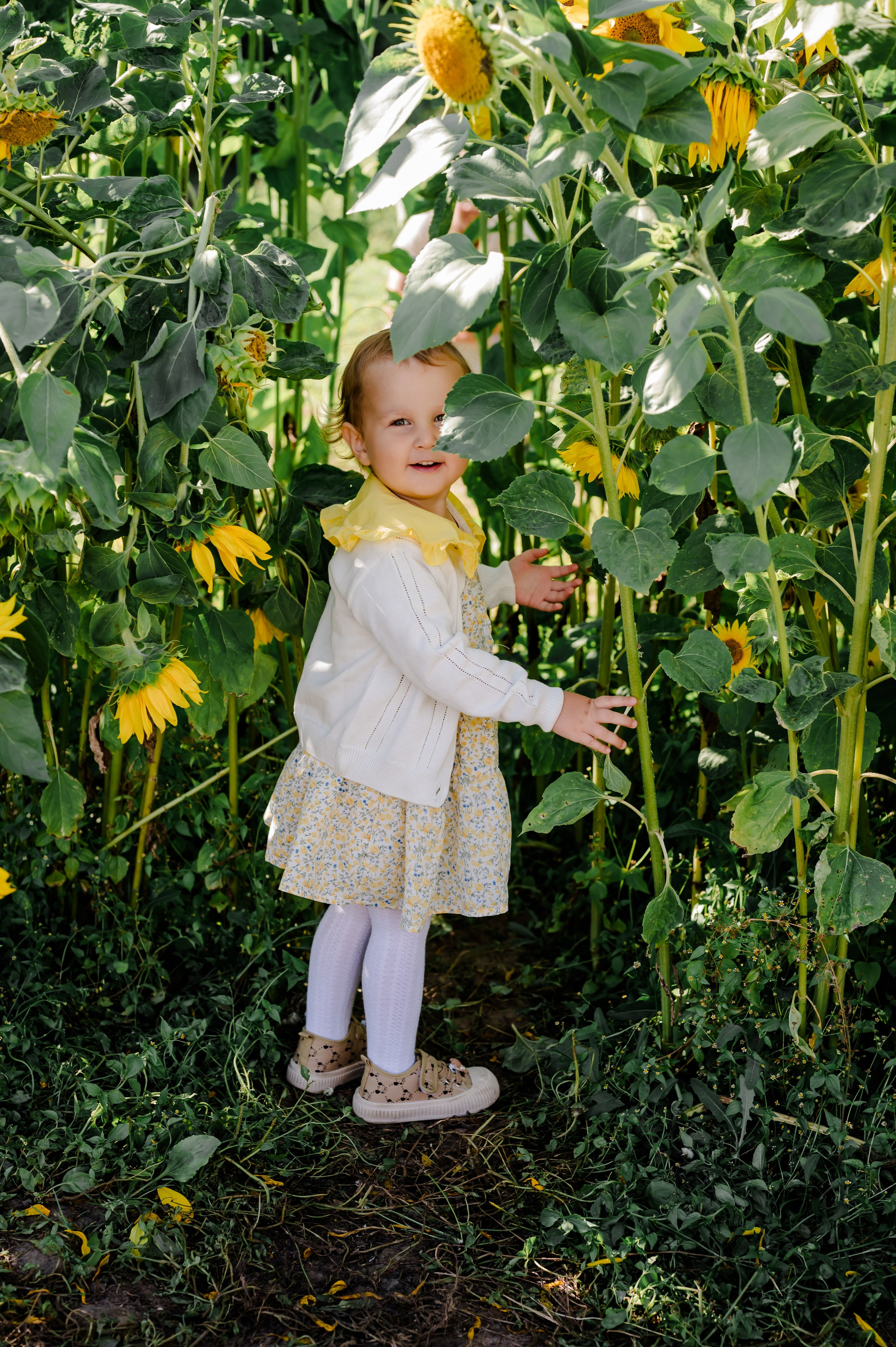 Подсолнухи. Свадебный и семейный фотограф Евгения Кононова