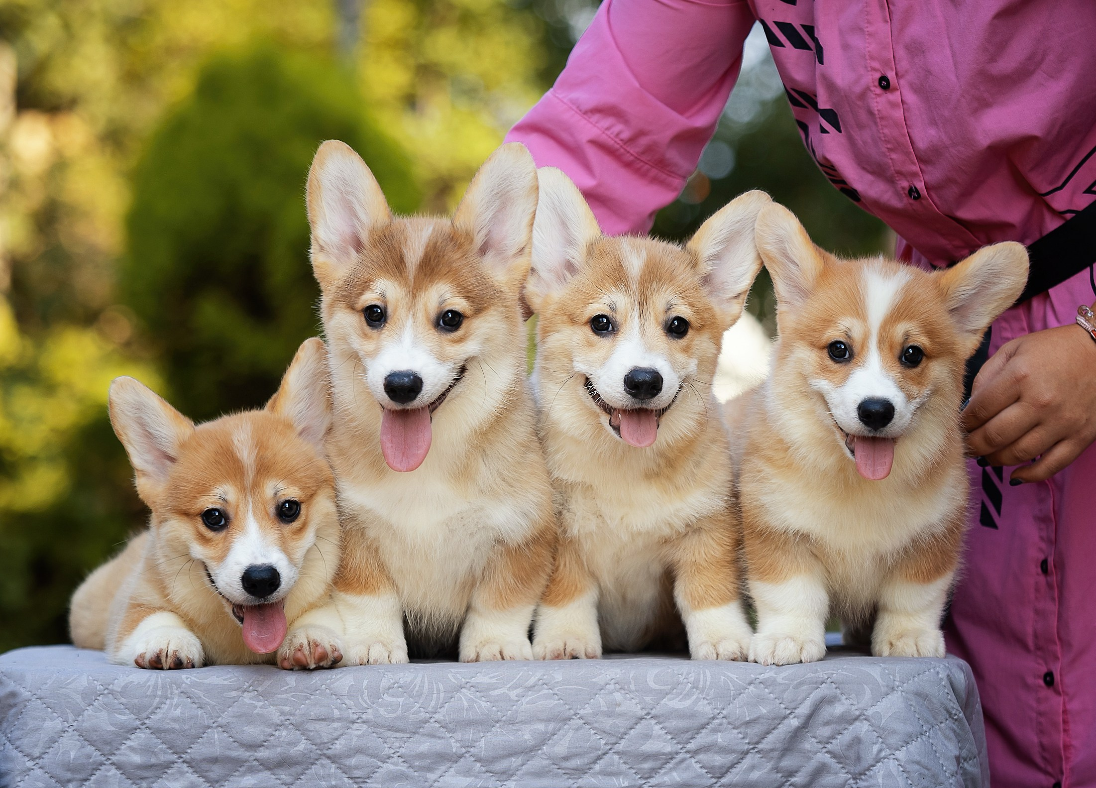 Щенки вельш корги пемброк из питомника. Питомник собак Акита, Хаски, Корги