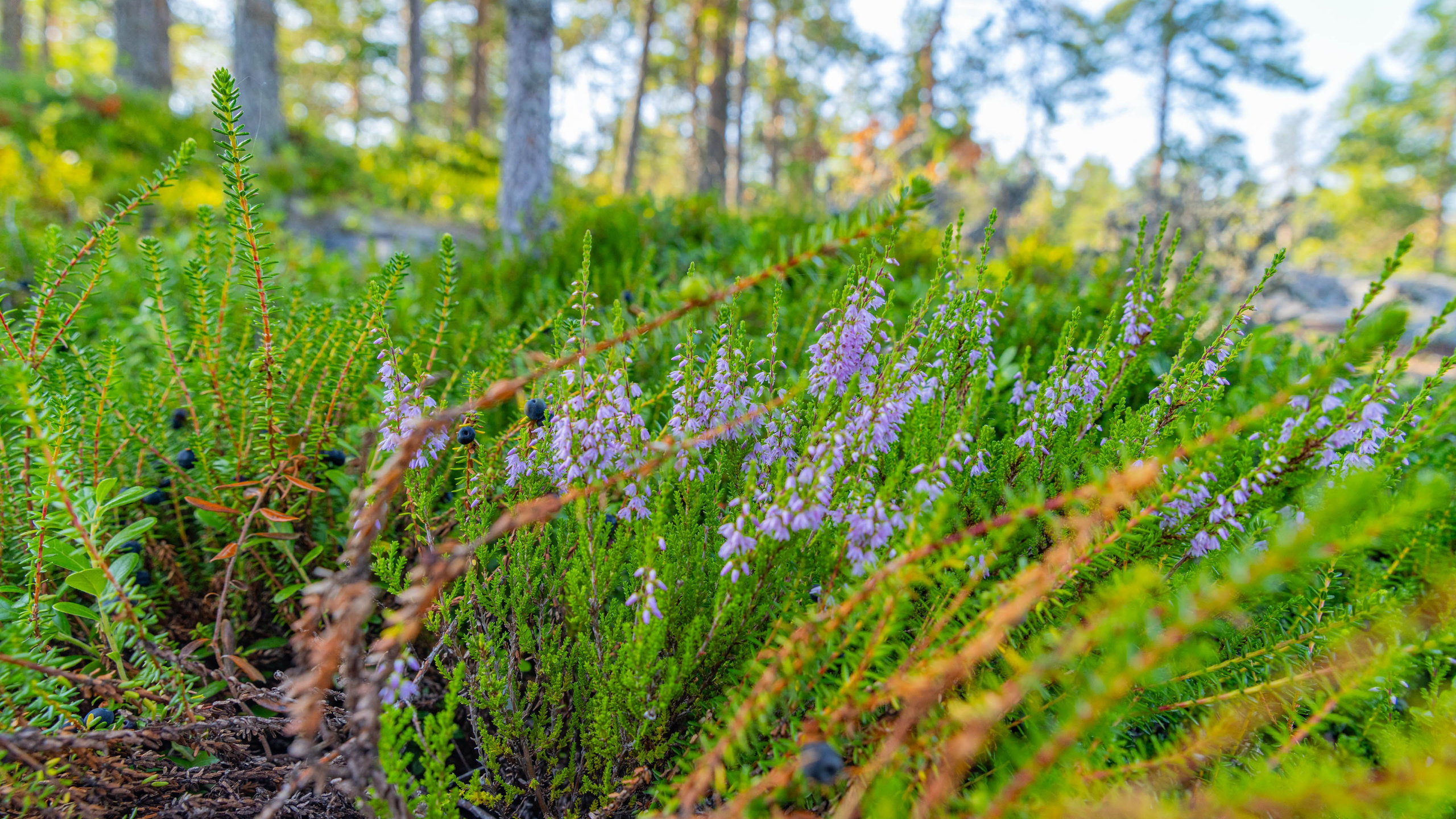 2025 07 Выборг — Сортавала — Великий Новгород — Псков. Фотографии